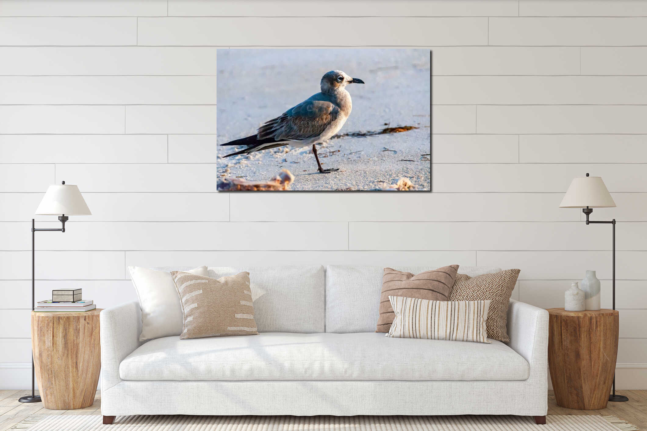 Seagull bird resting on a sandy beach in the Gulf of Mexico, Florida interior mockup