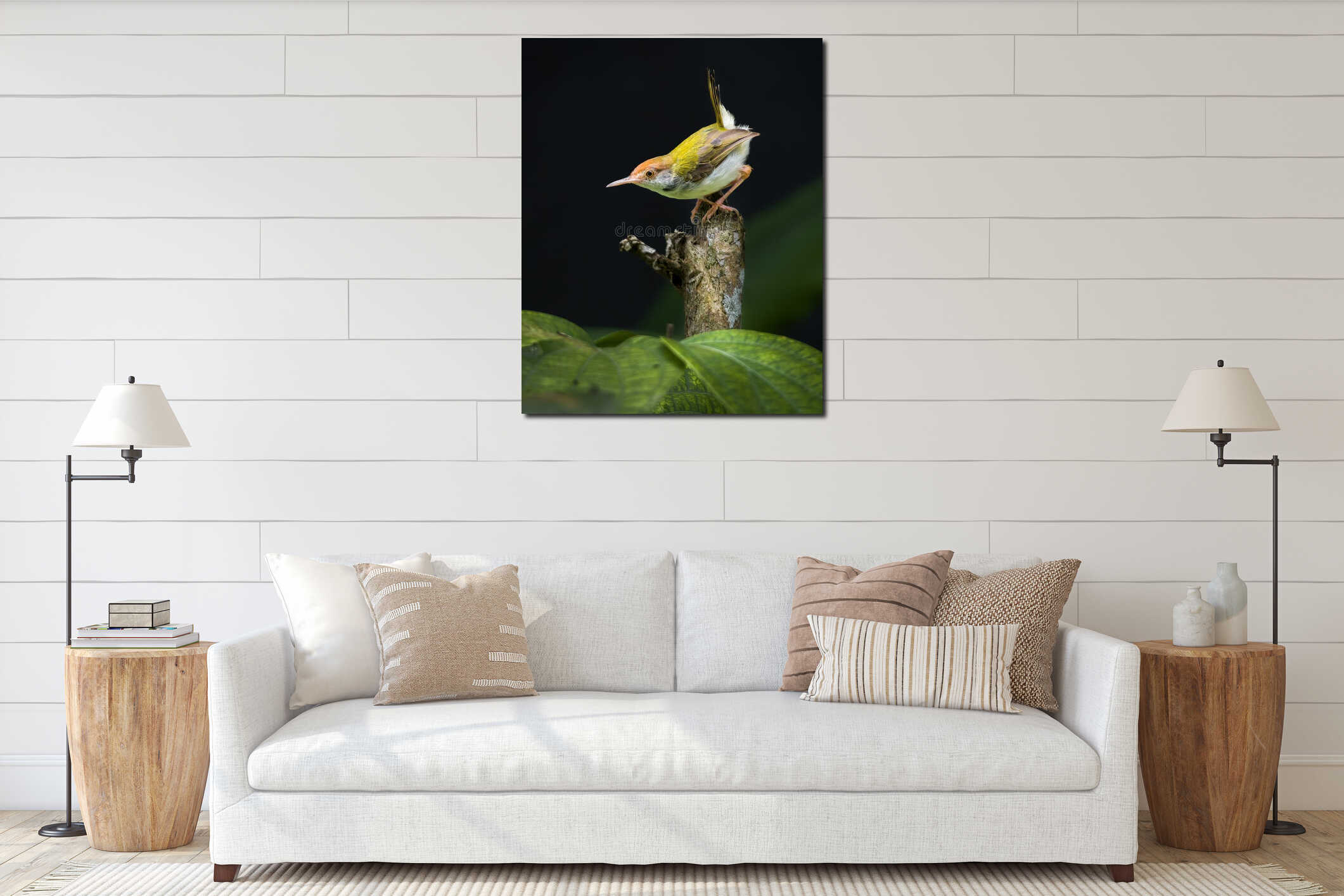 Beautiful Common tailorbird female close-up portraiture photograph, dark background, Cute Tailor bird brightly illuminated interior mockup