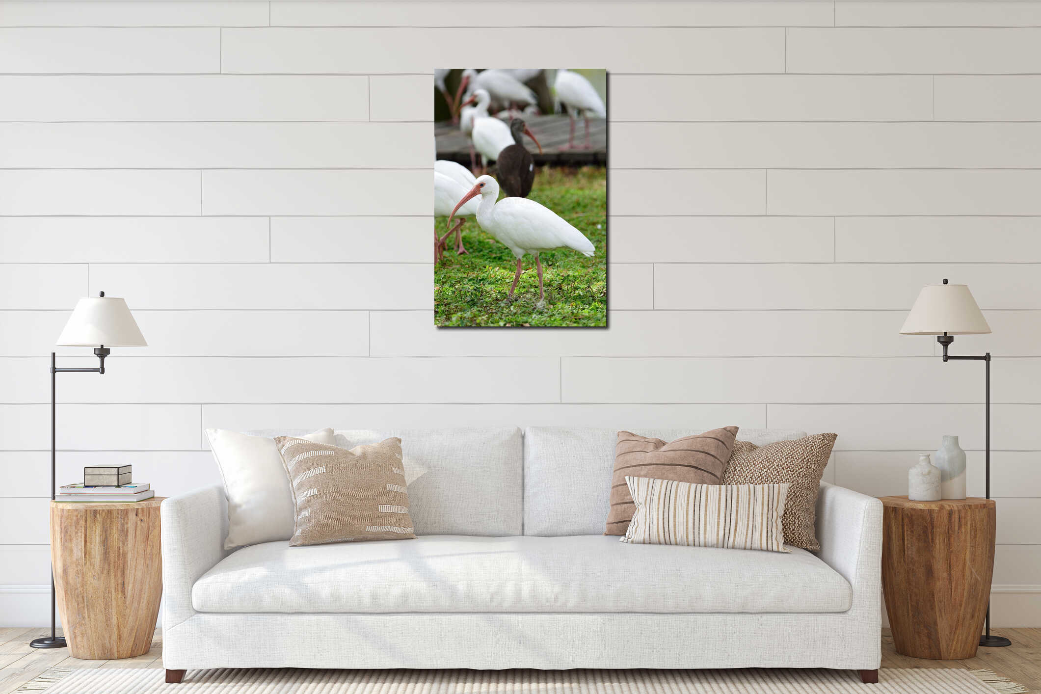 Scenic view of a large flock of white ibis birds in a grassy meadow. interior mockup