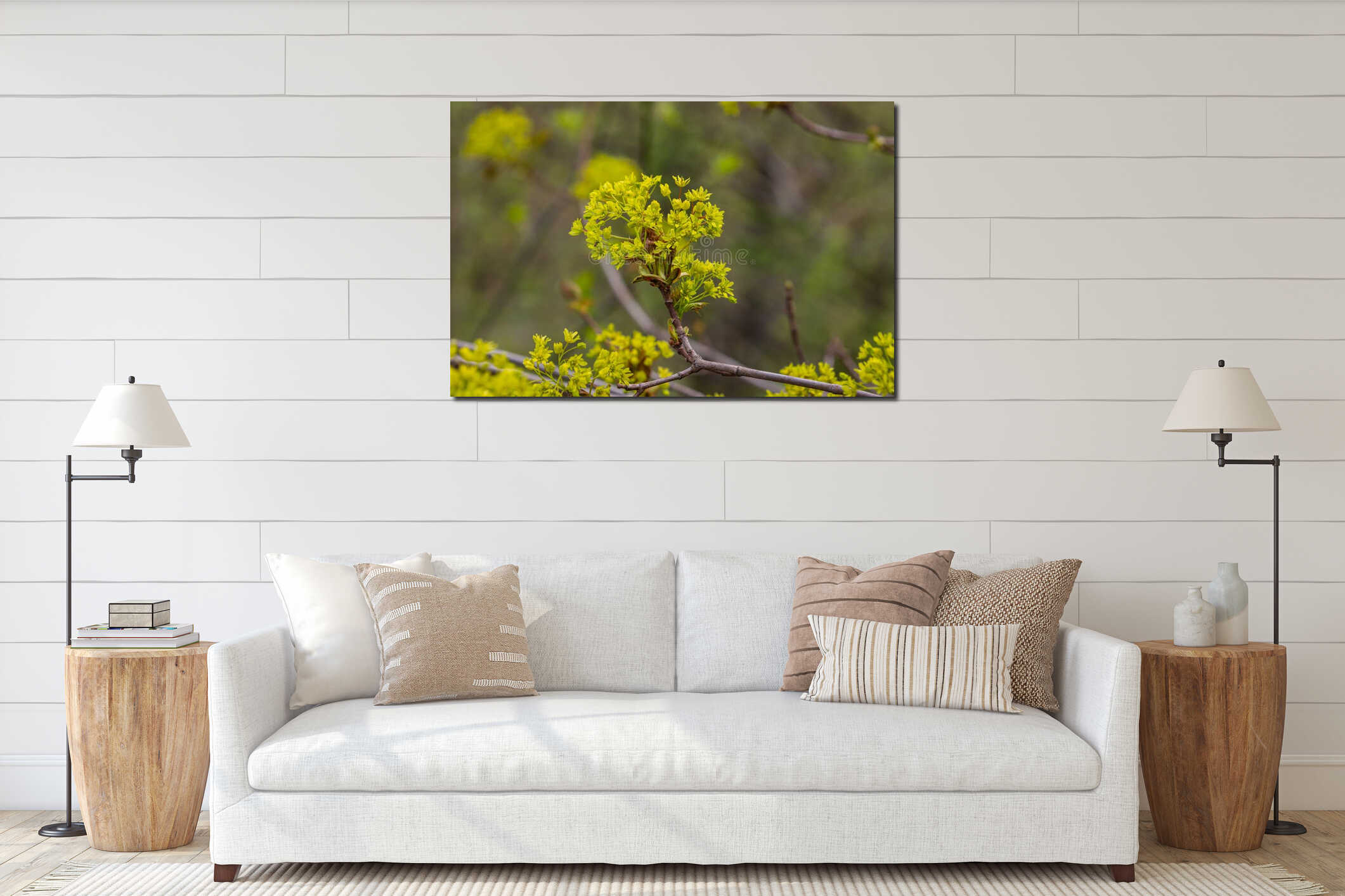 The maple Acer platanoides blooms before the leaves bloom. Yellow, fragrant maple flowers, blurred, natural background interior mockup