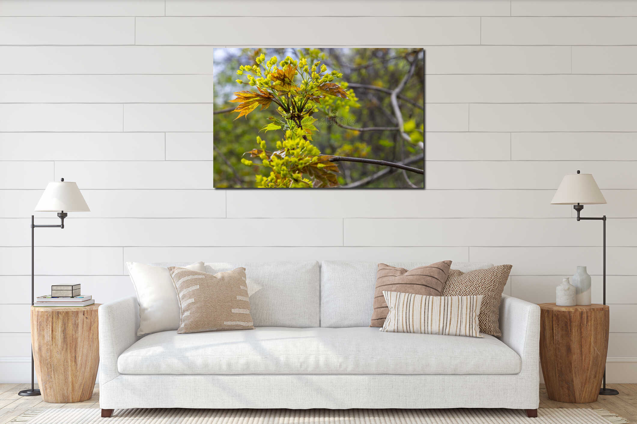 The maple Acer platanoides blooms before the leaves bloom. Yellow, fragrant maple flowers, blurred, natural background interior mockup