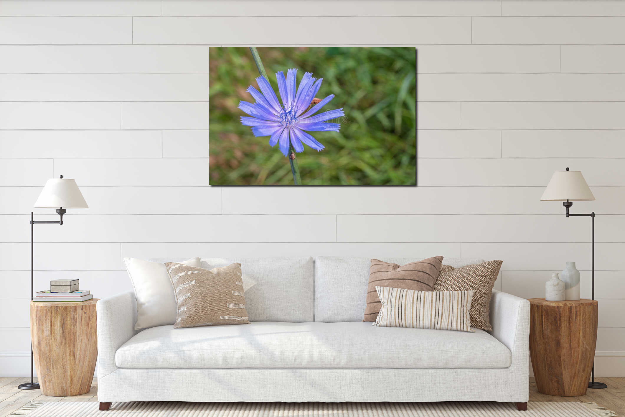 Chicory plant in blossom. Beautiful blue flowers close up. Nature background interior mockup