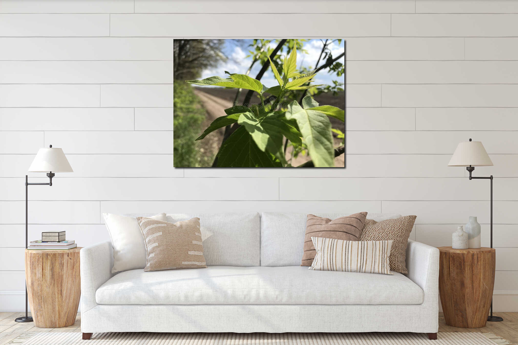 The maple tree blooms its first leaves in the spring interior mockup