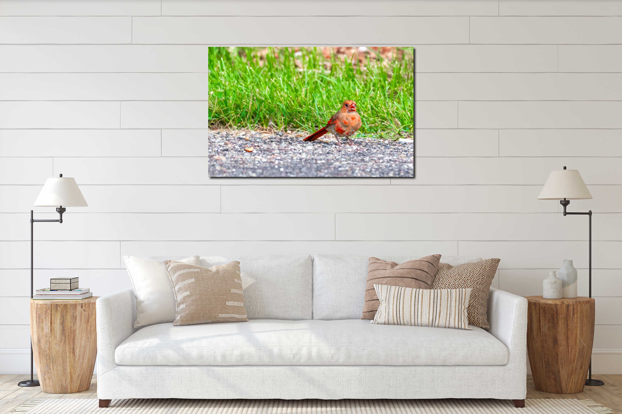 Female red cardinal sitting on pavement in park interior mockup