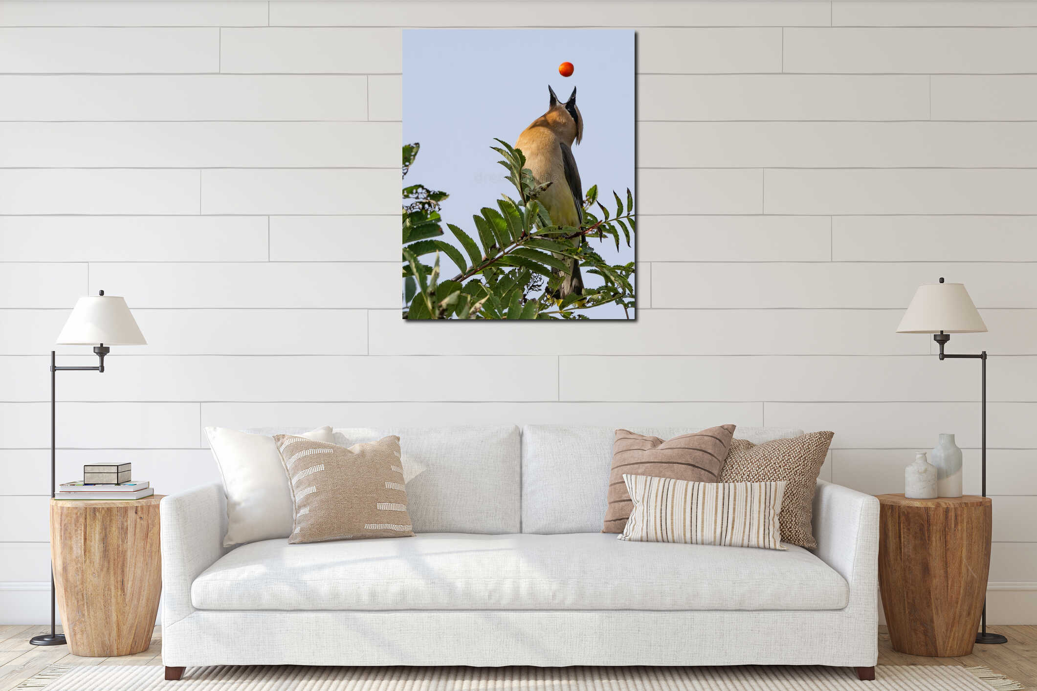 Cedar waxwing feeding on mountain ash tree berries interior mockup