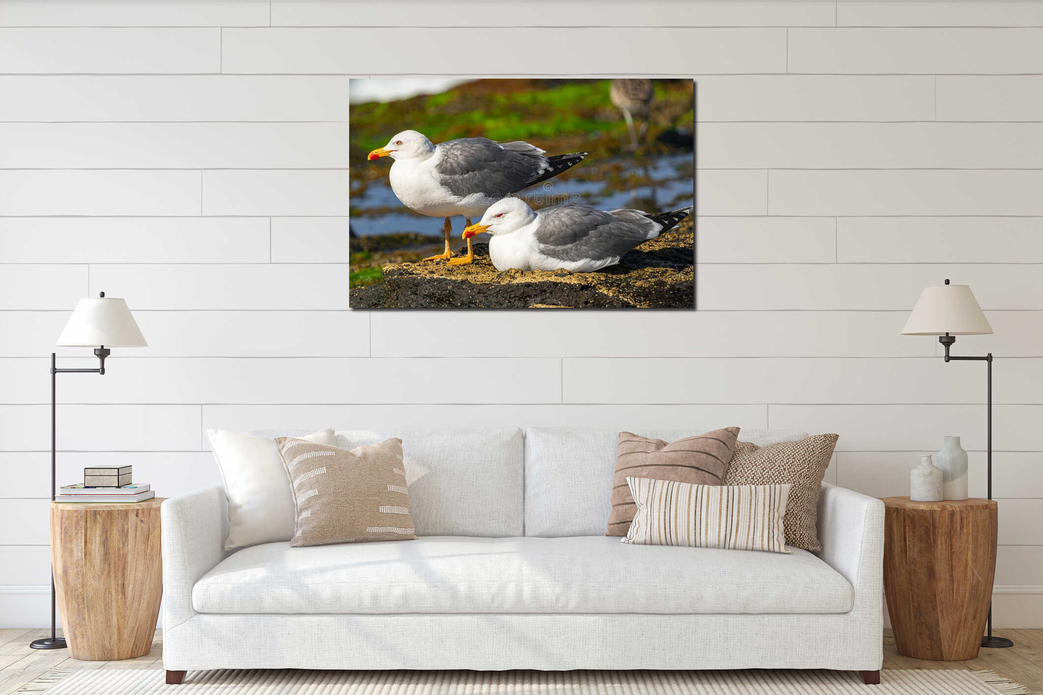 yellow-legged gulls resting on volcanic rocks interior mockup