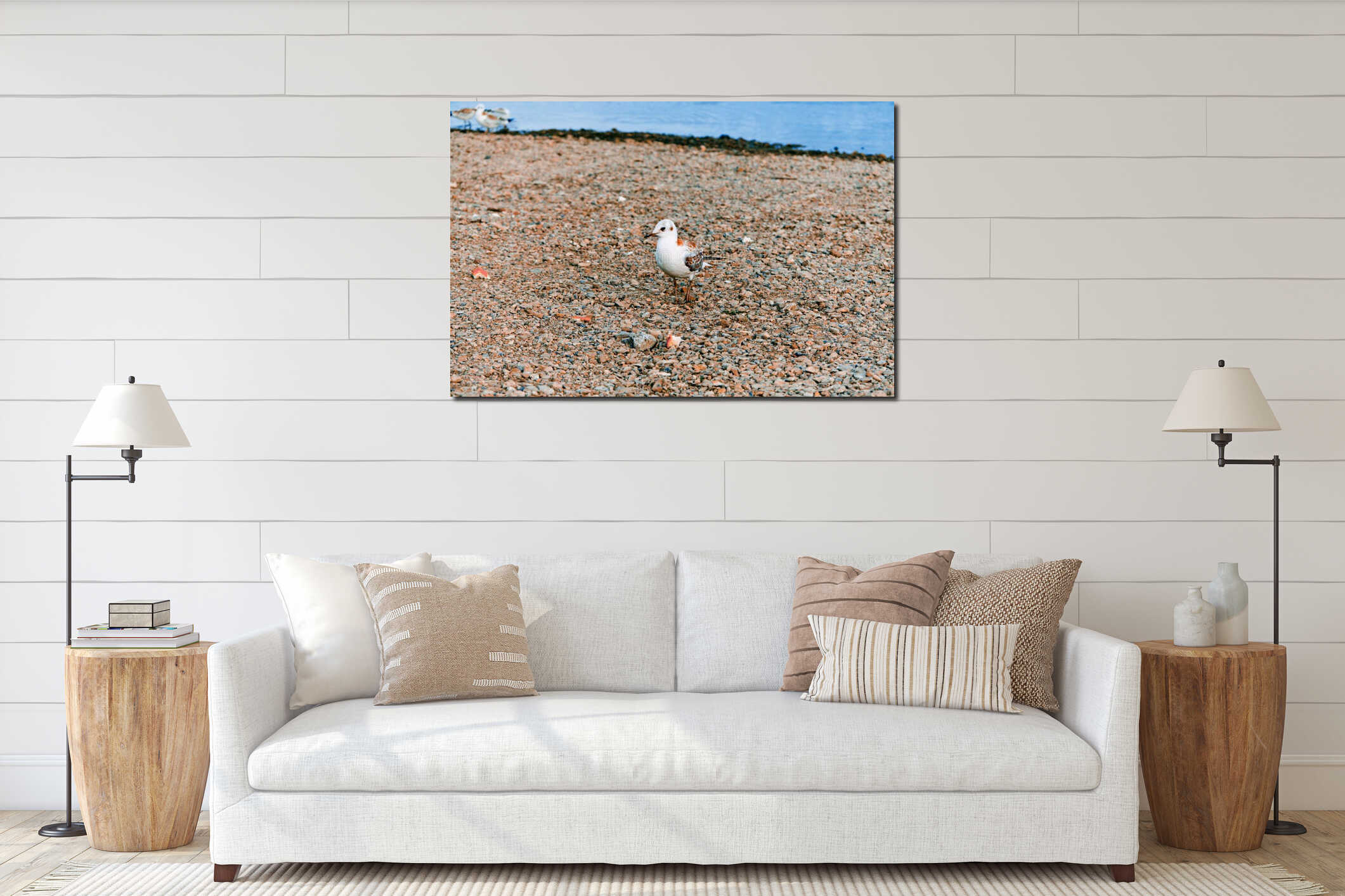 Wild bird - Seagull. Beautiful Seagulls eat bread on a sandy, rocky shore. On the interior mockup