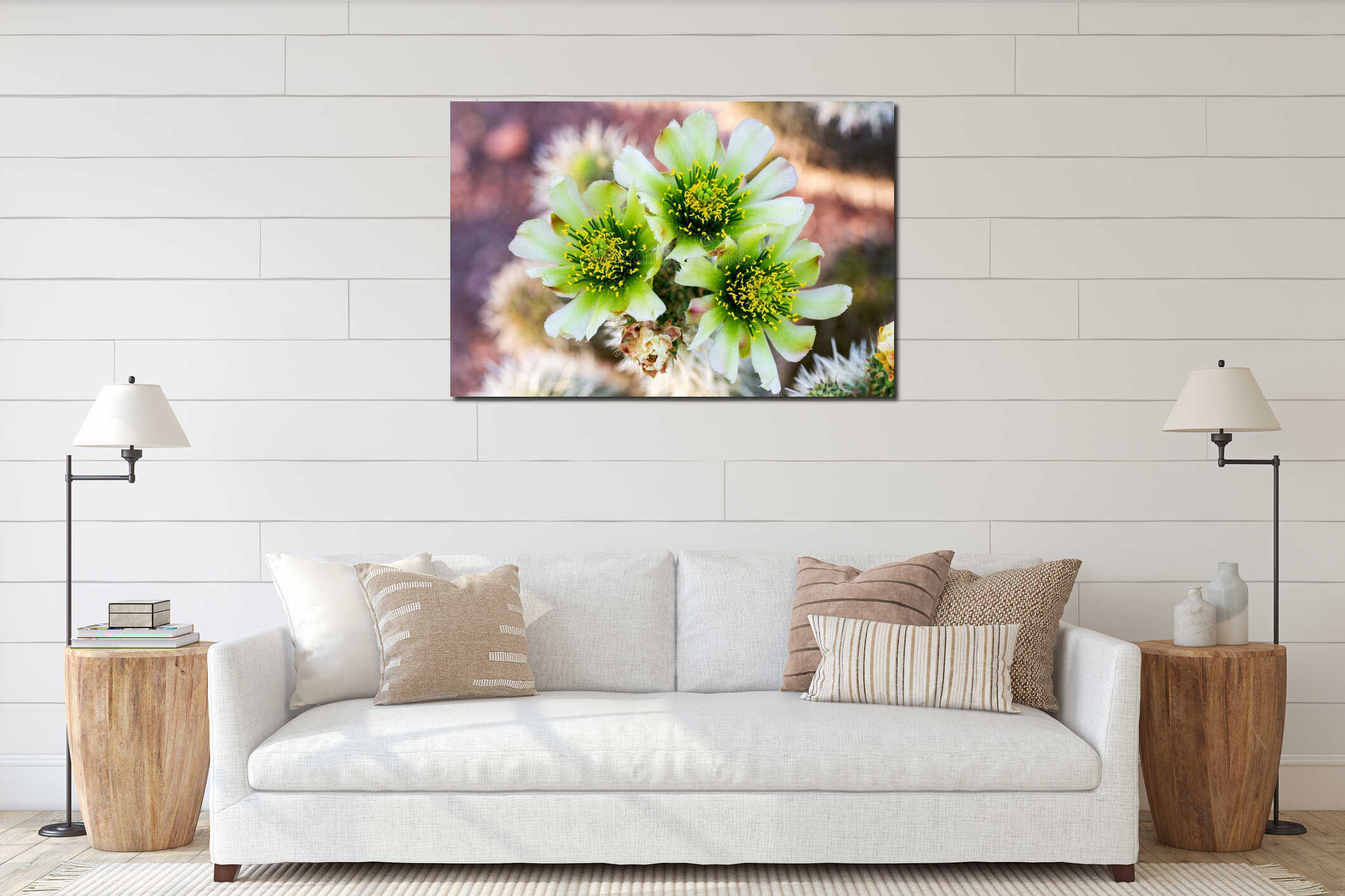 Teddy Bear Cactus Flowers Closeup Blurry Background interior mockup