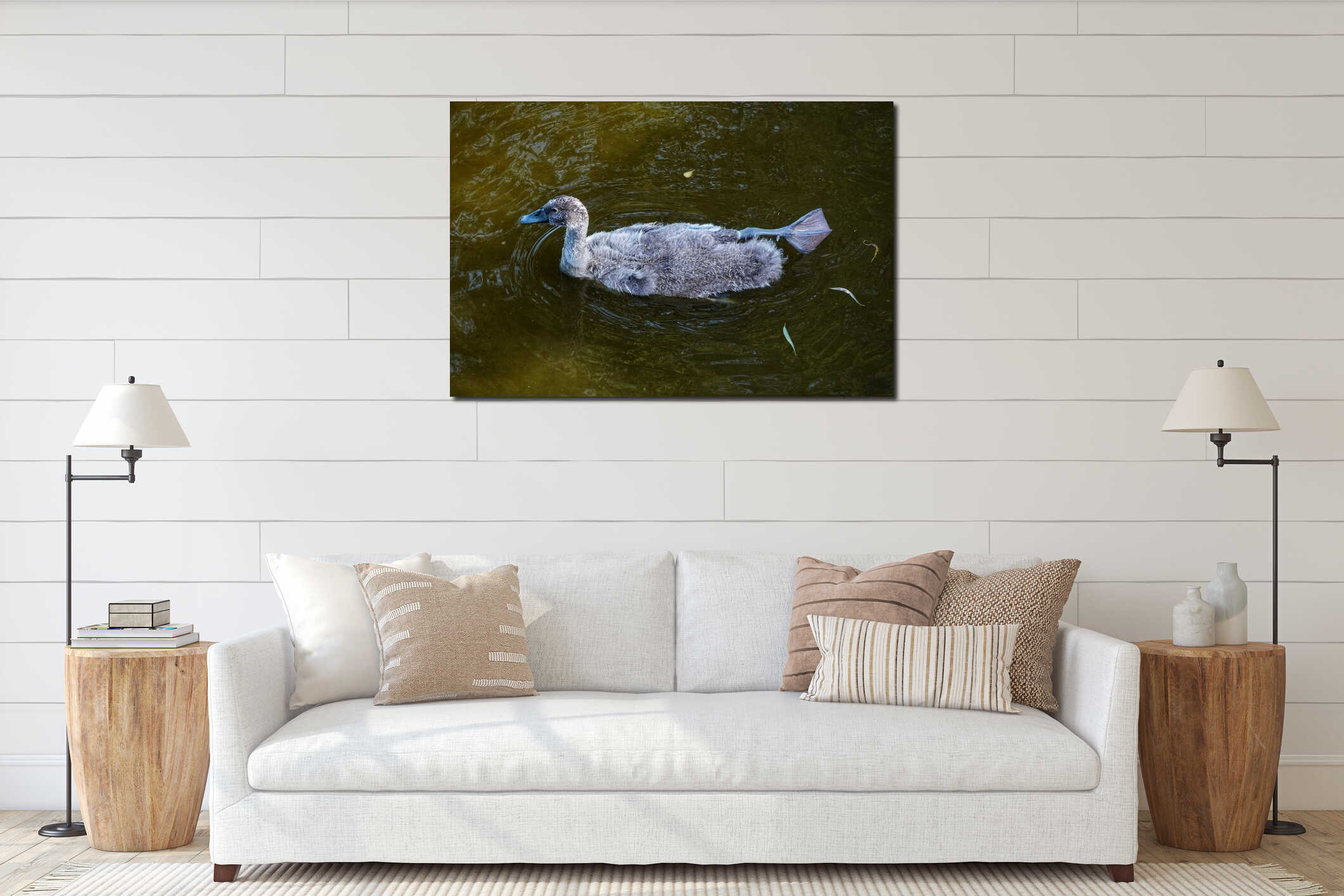 White swan chicks floating on Morarilor Lake interior mockup