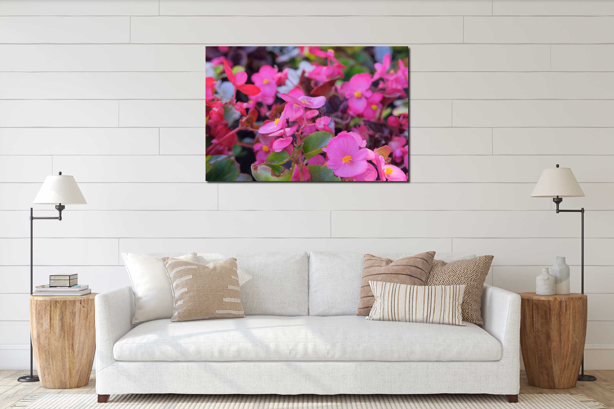 Flowerbed. Begonia is growing in garden. Pink flowers. Blossoming flowers. interior mockup
