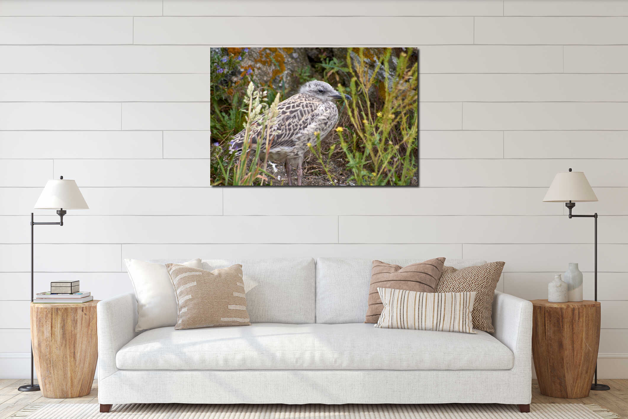 Seagull Chick on Rocks at Cies Islands interior mockup