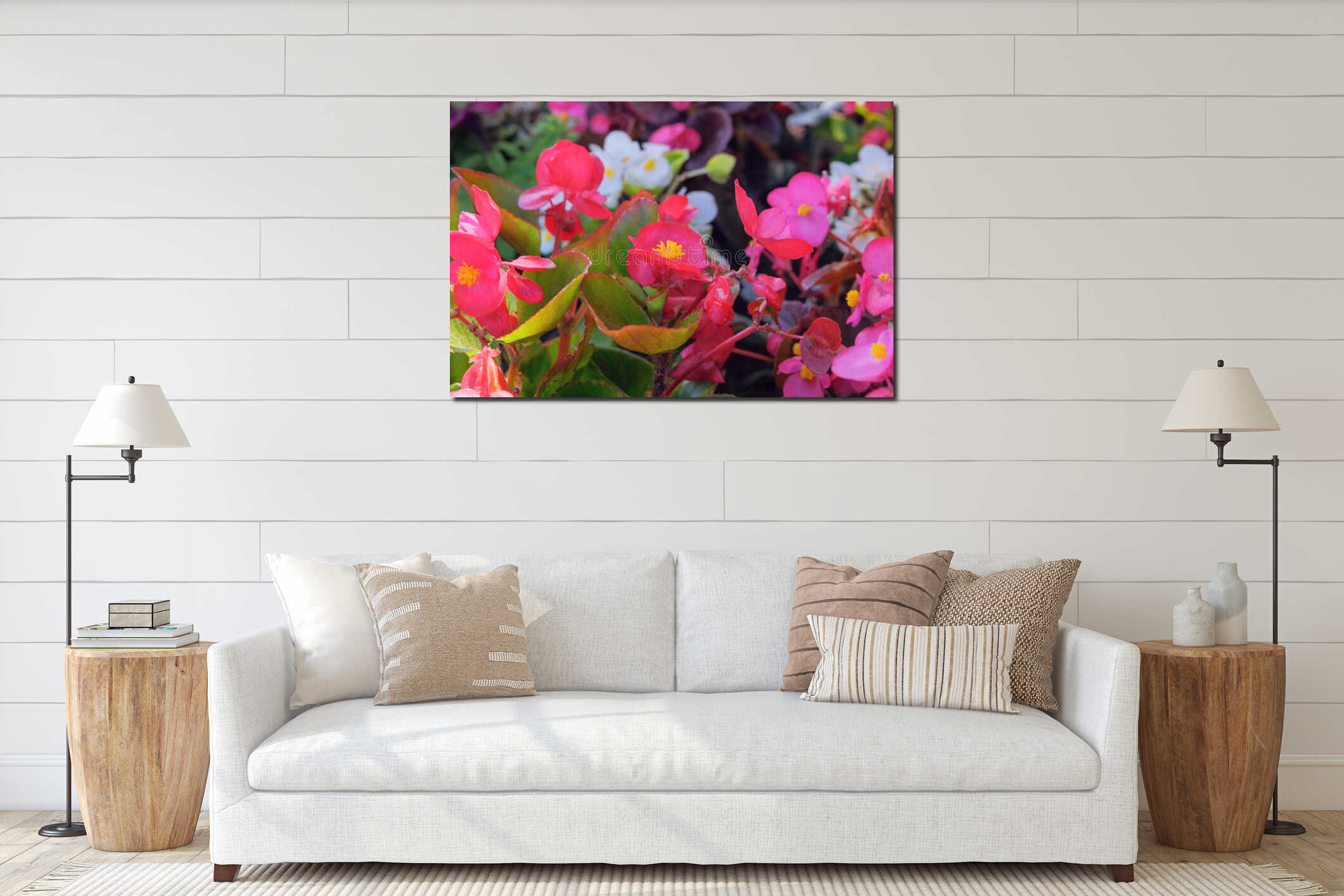 Flowerbed. Begonia is growing in garden. Pink flowers. Sunny day. interior mockup