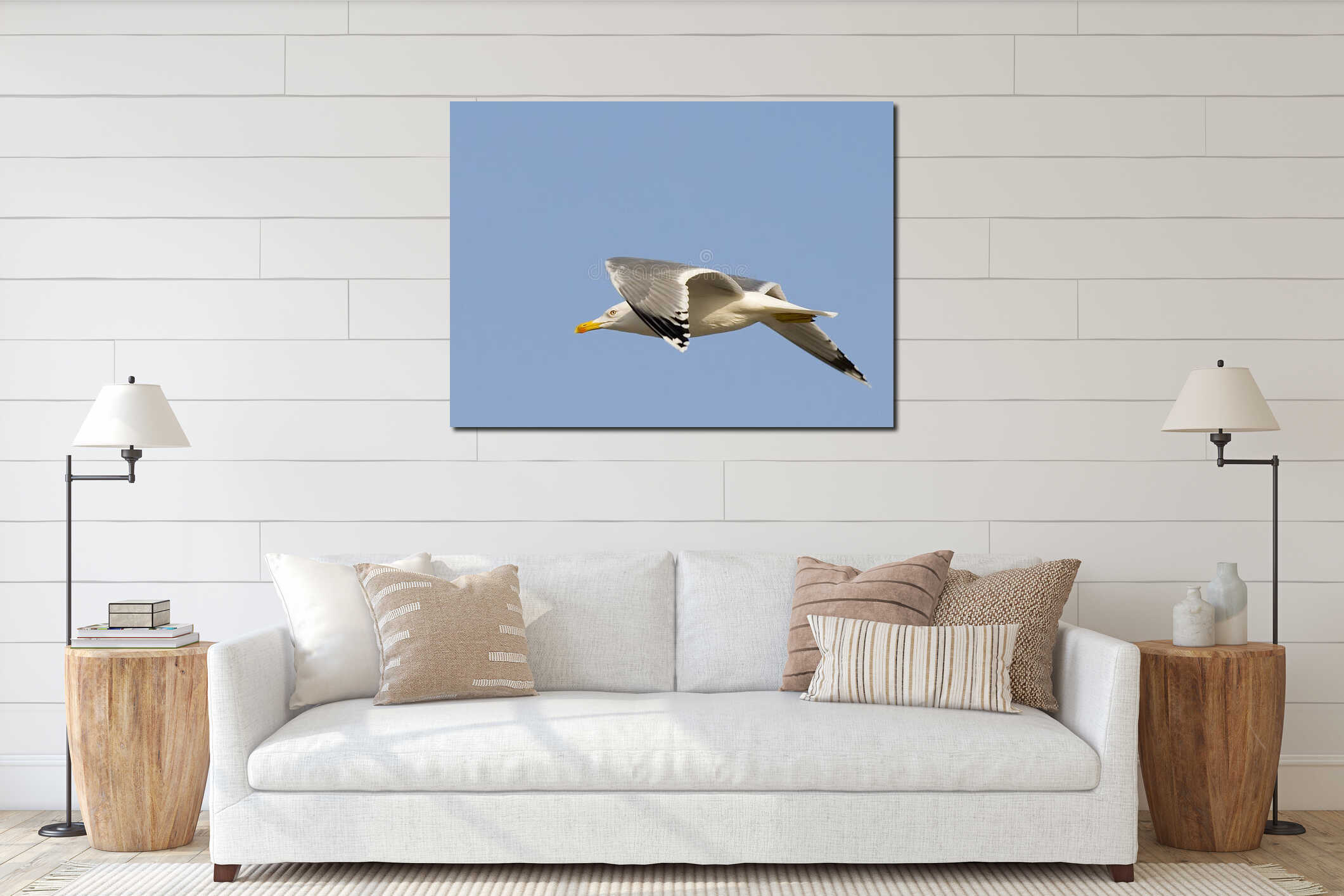 Silver Gull Bird in flight mode, chasing food, rural Turkey interior mockup