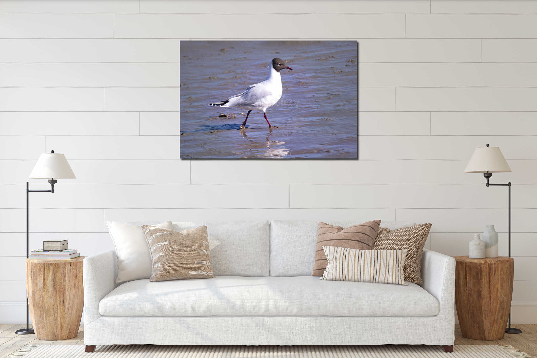 Brown-headed seagull in Mar Chiquita lagoon interior mockup