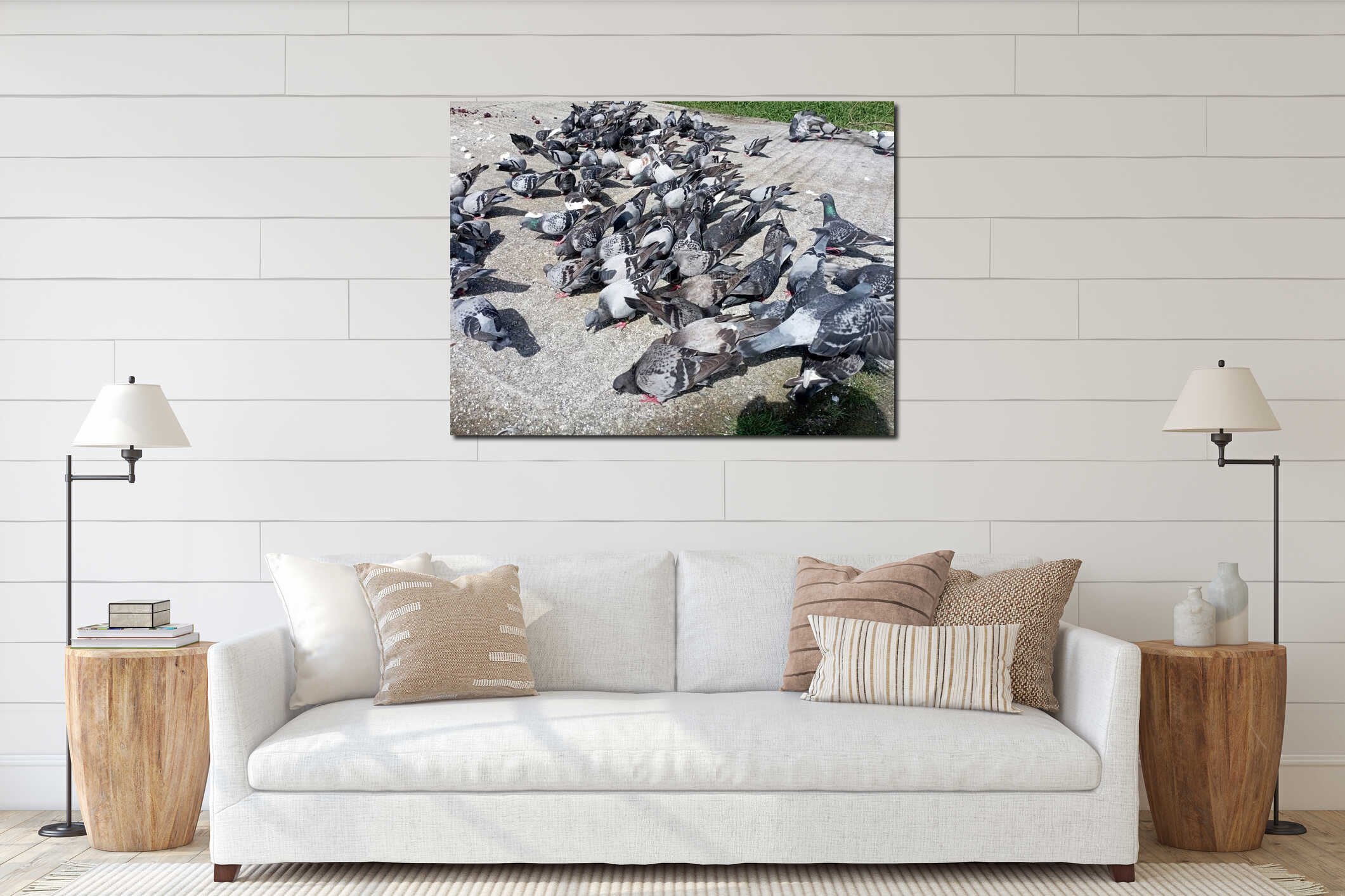 Many pigeons and birds gather together. Numerous pigeons gather together and are busy eating grains. interior mockup