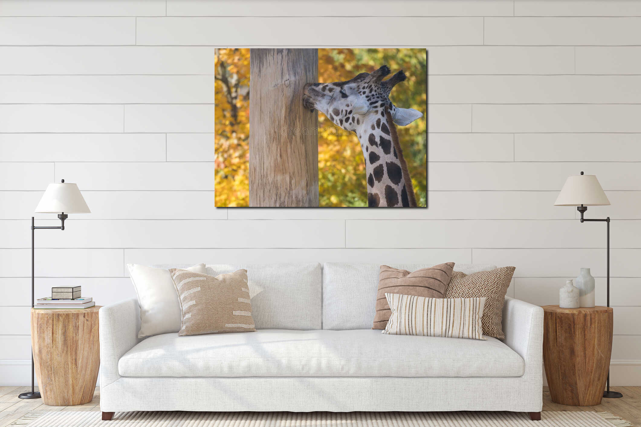 Close up portrait of giraffe head sticking out tongue, licking tree trunk. Giraffa camelopardalis camelopardalis interior mockup