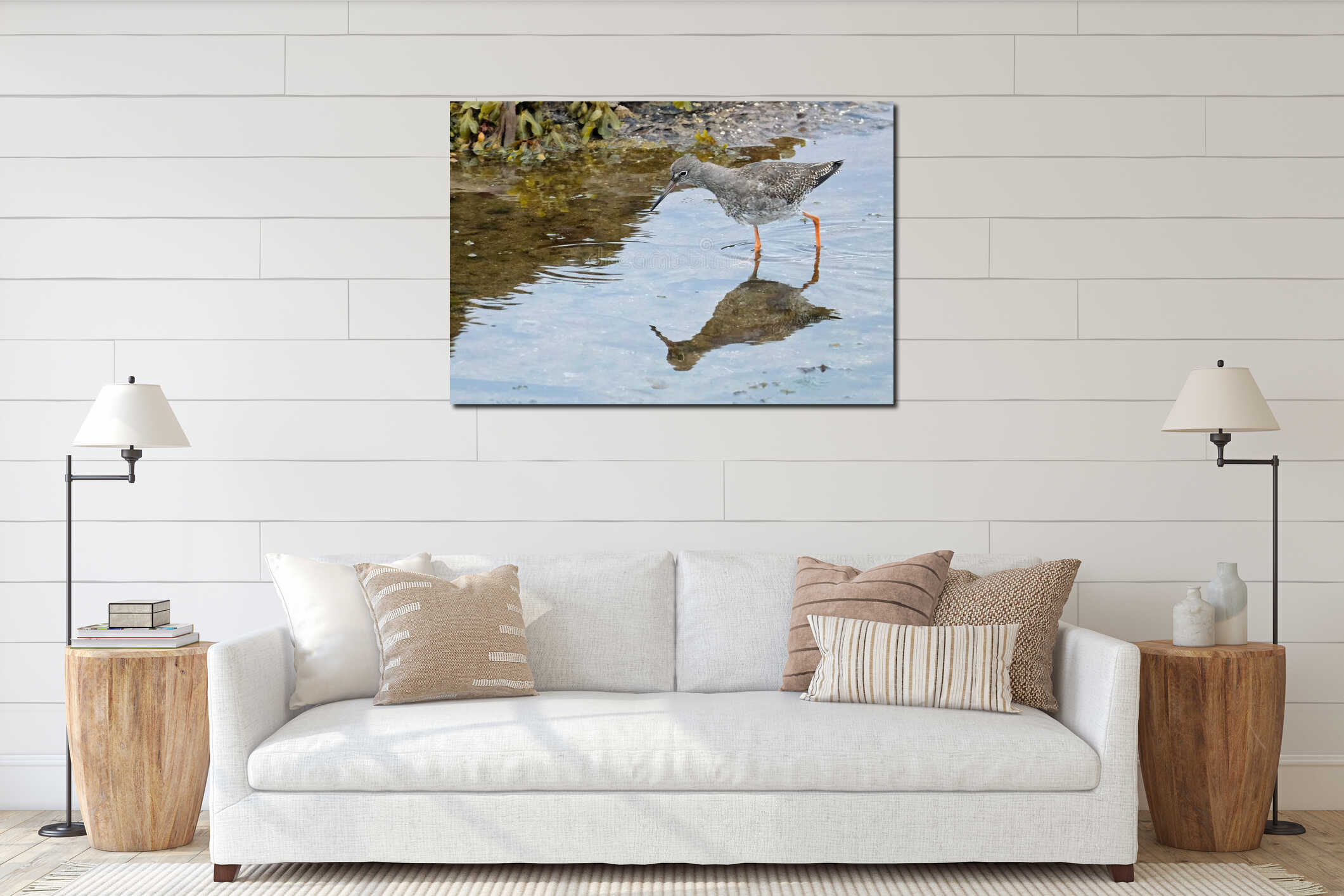 Redshanks' most distinctive features are their bright orange-red legs. interior mockup