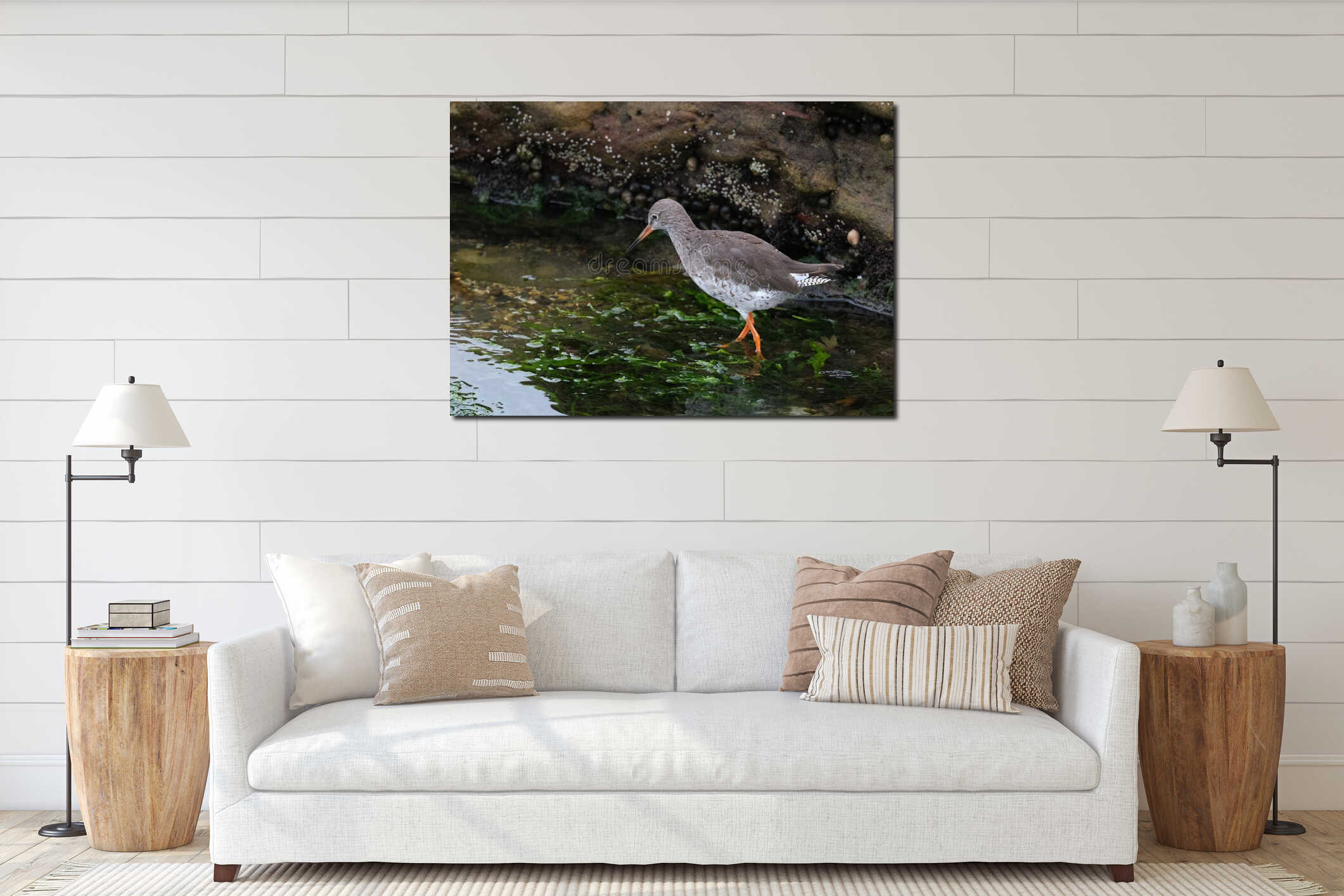 Redshanks' most distinctive features are their bright orange-red legs. interior mockup