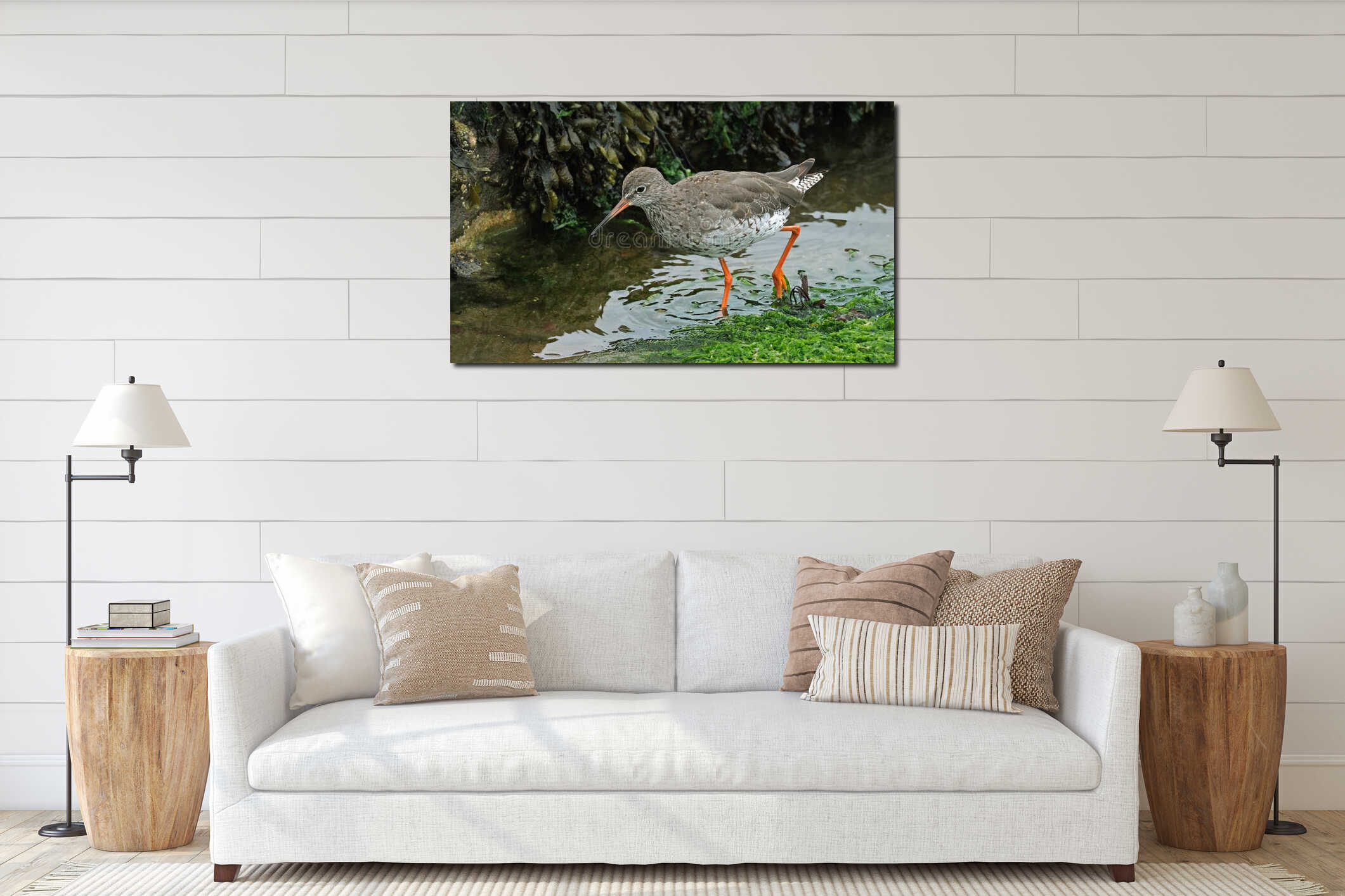 Redshanks' most distinctive features are their bright orange-red legs. interior mockup