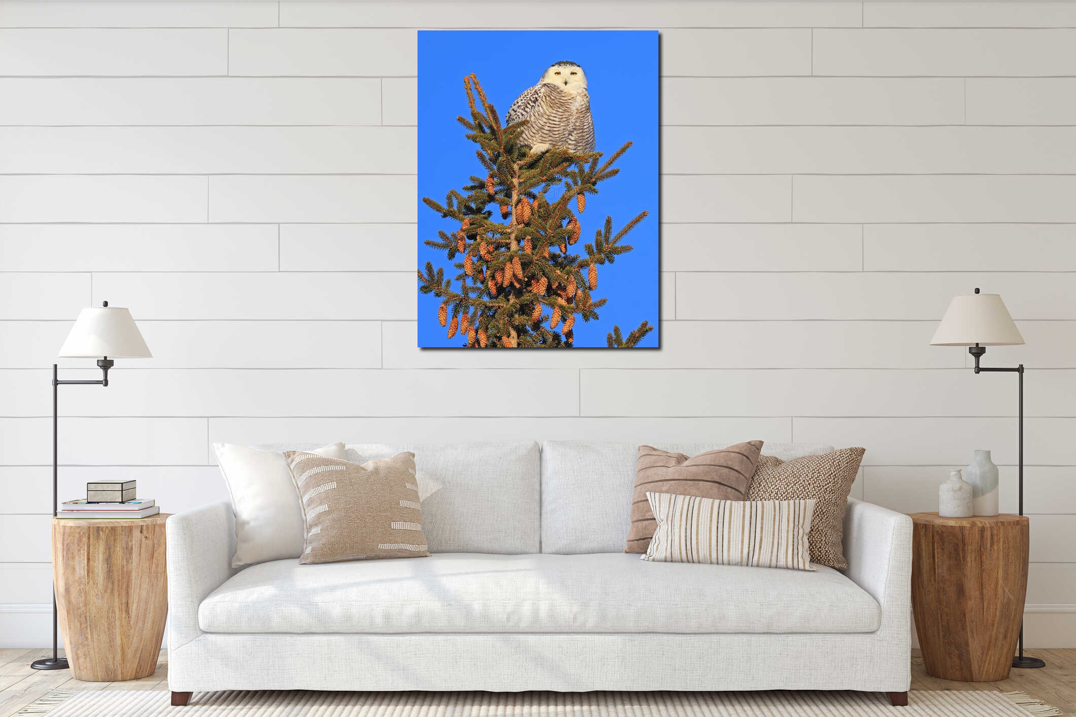 Snowy Owl female perched in a pine with blue sky on the background in Quebec, Canada interior mockup
