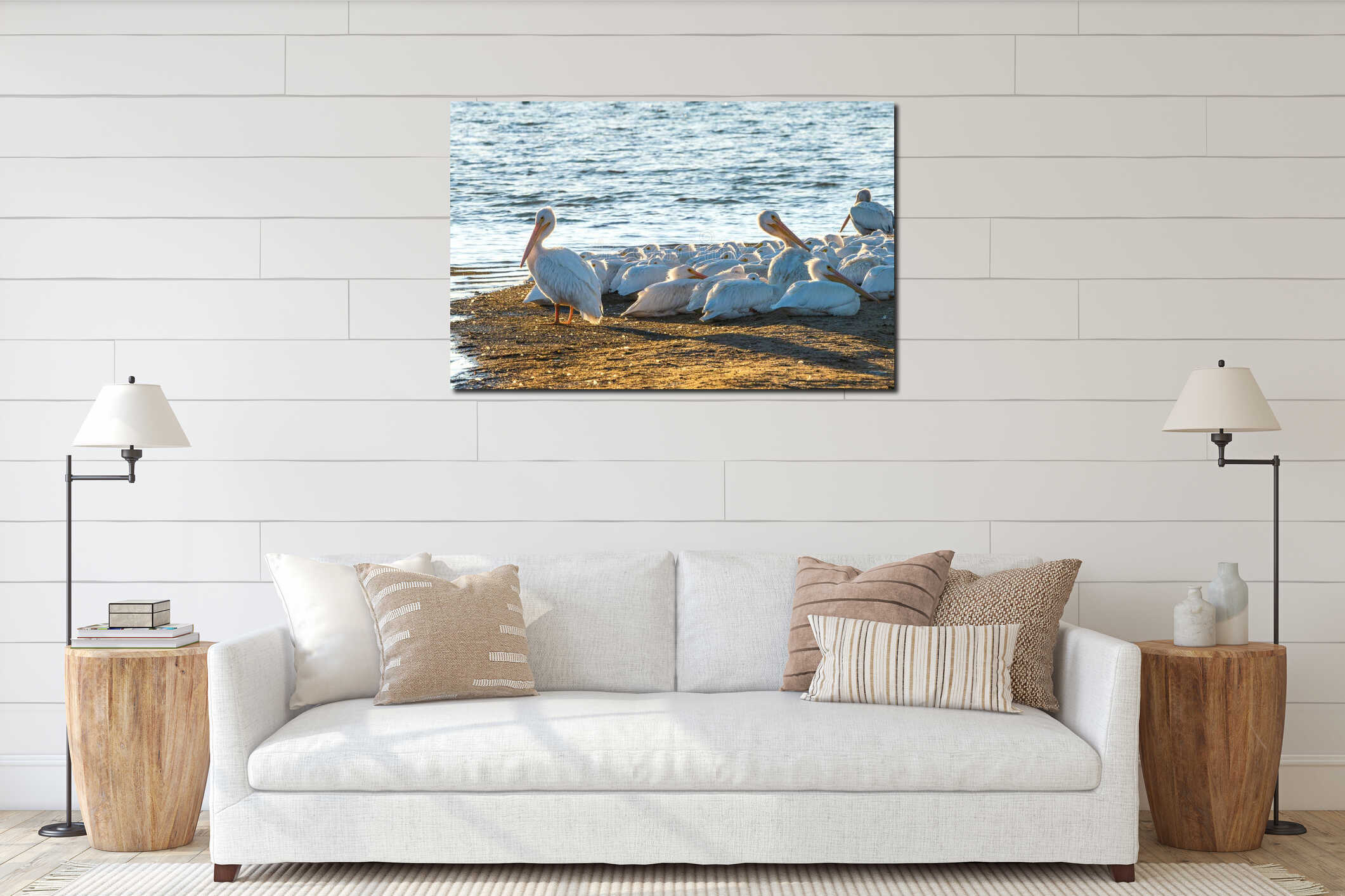 American Pelicans huddled next to each other at sundown at Cherry Creek State Park, Colorado interior mockup