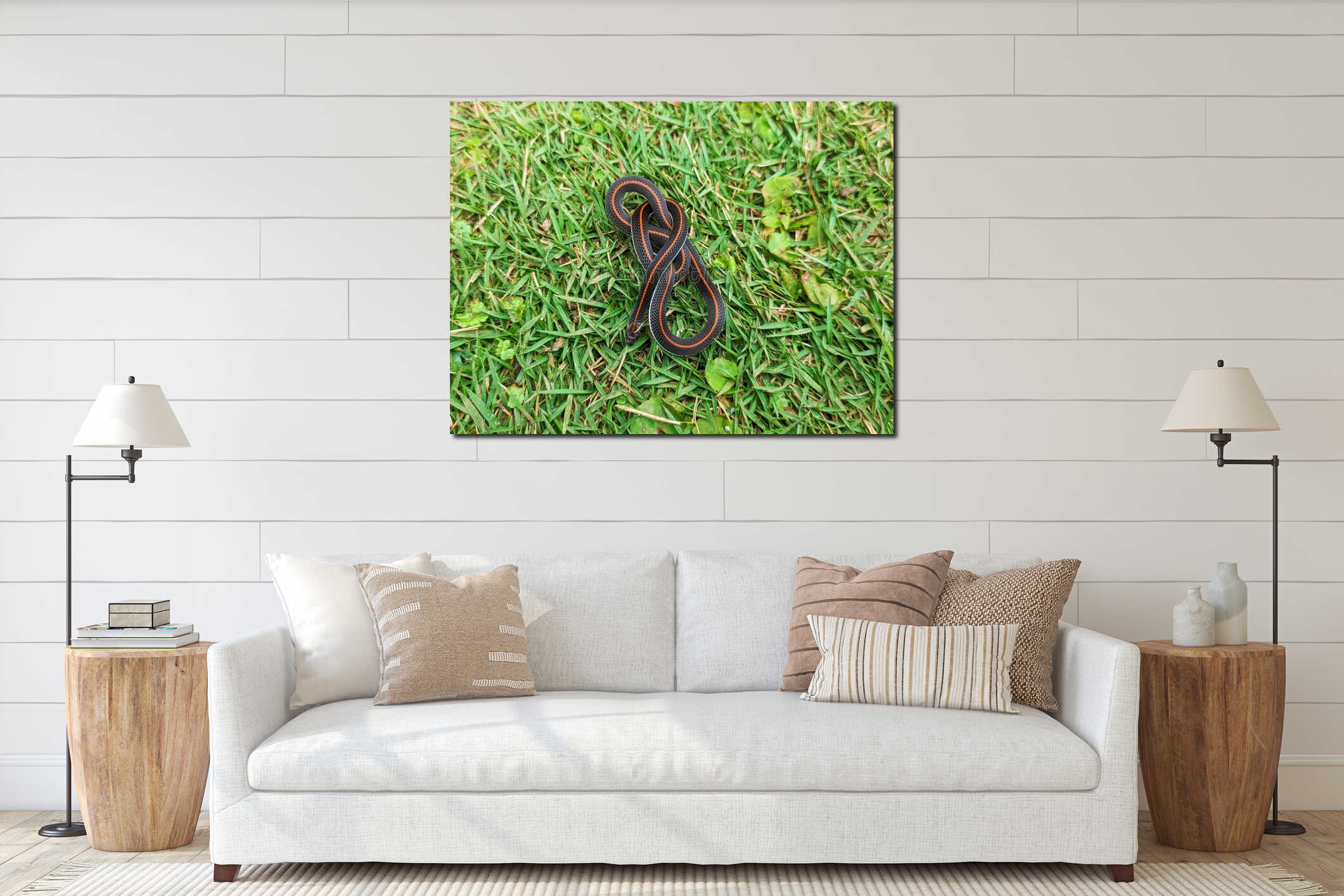 A small black snake with orange-red stripes coiled on green grass. interior mockup