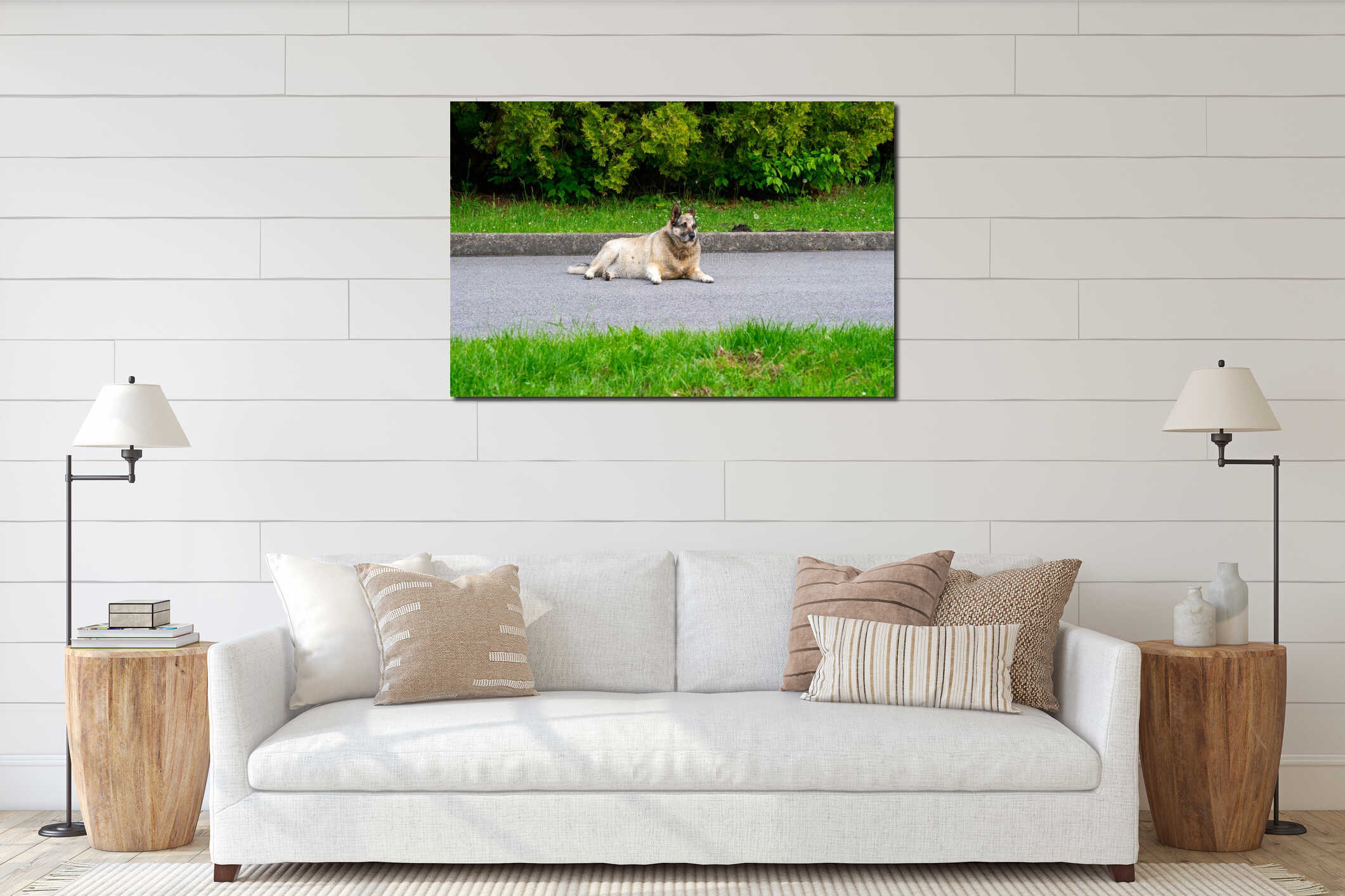 Dog resting on the asphalt road interior mockup