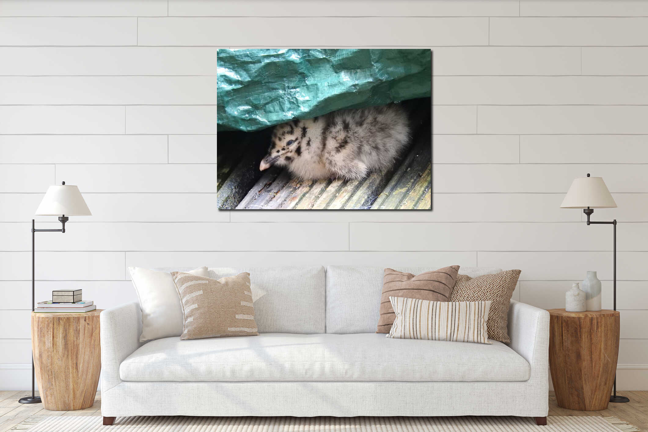 baby seagull chick hiding nest camouflage garden danger babies birds animals pets interior mockup