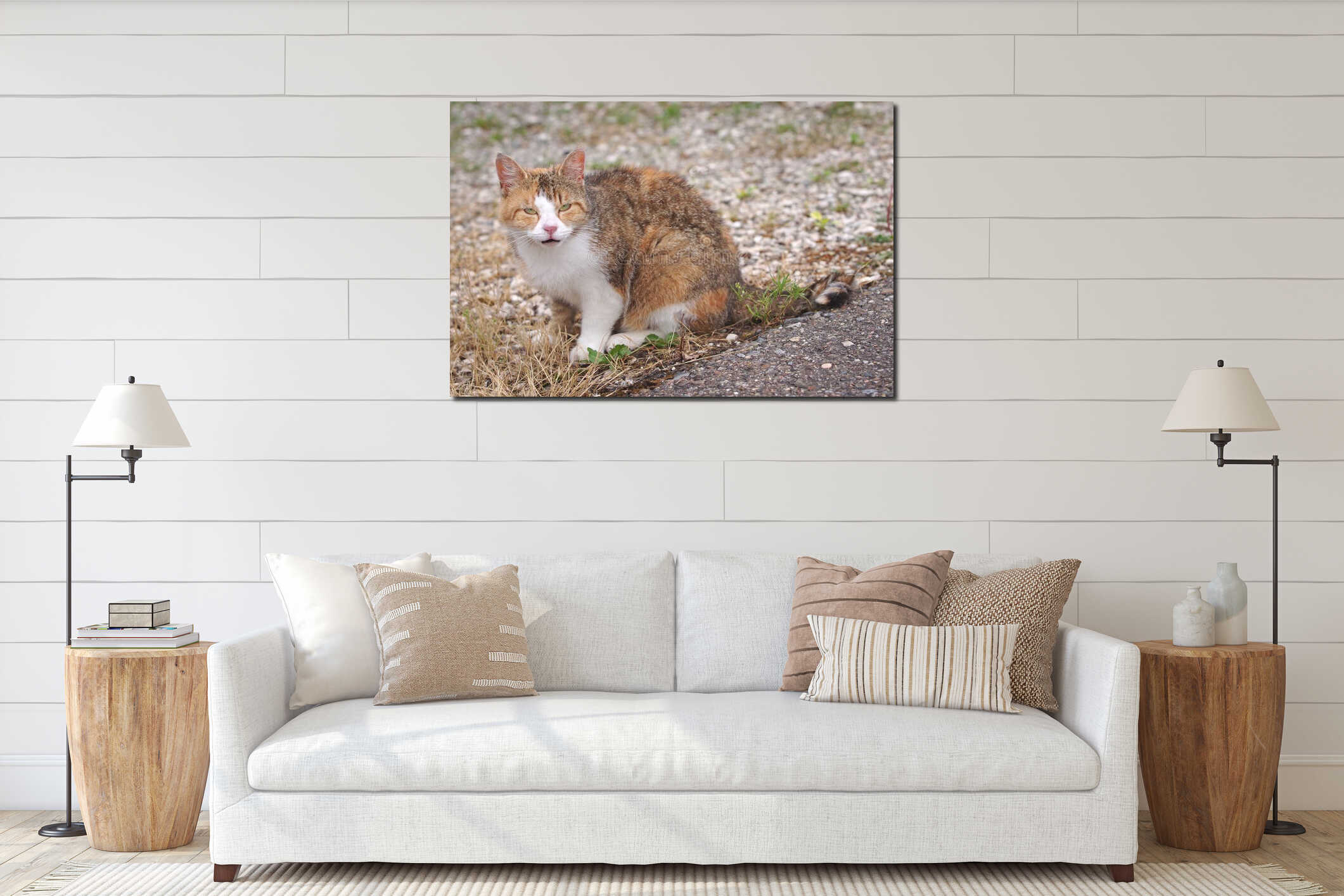 Young stray cat sitting in the backyard and looking at camera. interior mockup