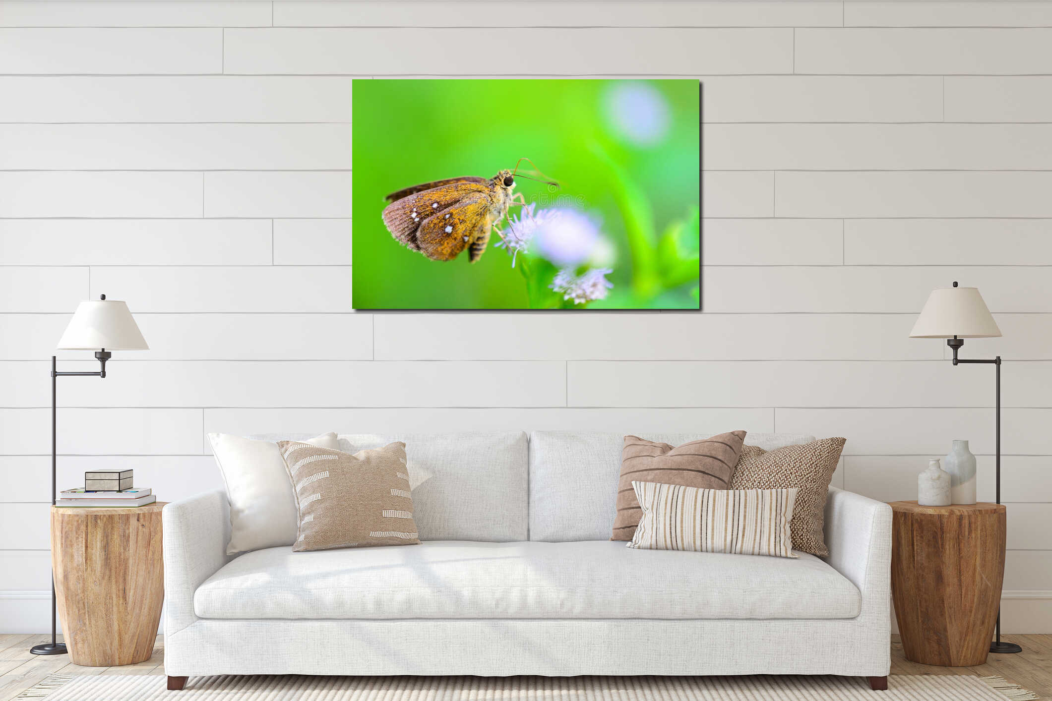 Chestnut Bob or lambrix salsala close up butterfly interior mockup