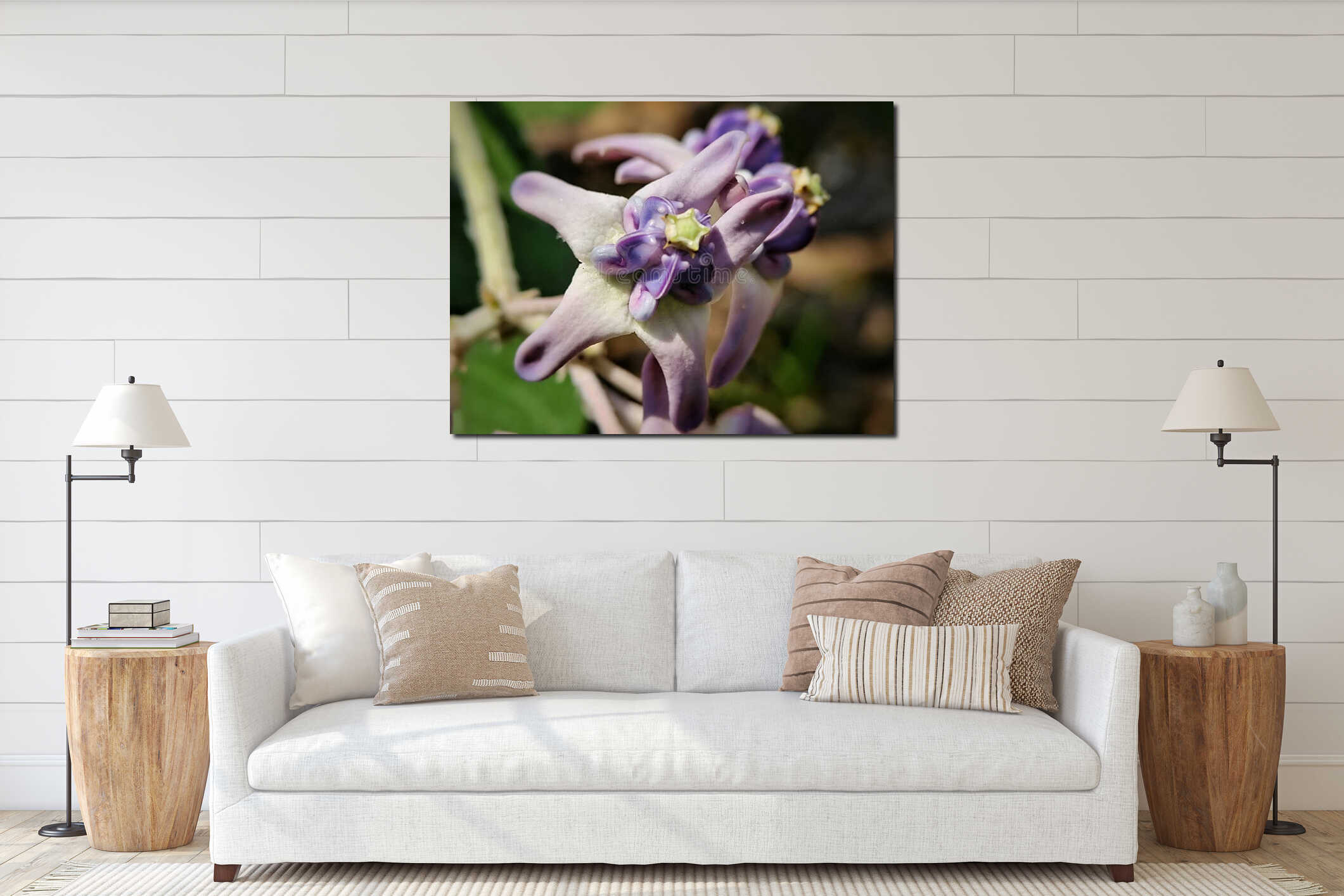 Purple Crown Flower clusters of Calotropis gigantea shining in natural light, representing beauty and purity interior mockup