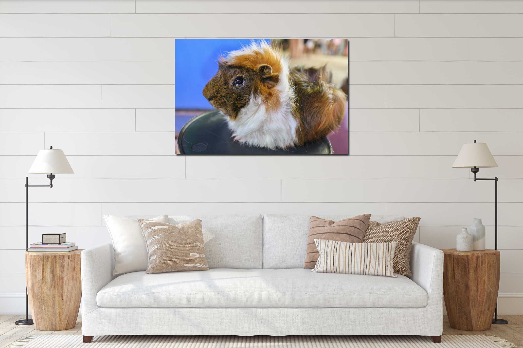 Close-up of a fluffy, round Tri-Color Guinea Pig outdoors. Adorable pet Cavy with ruffled fur, suitable for nature themes. interior mockup
