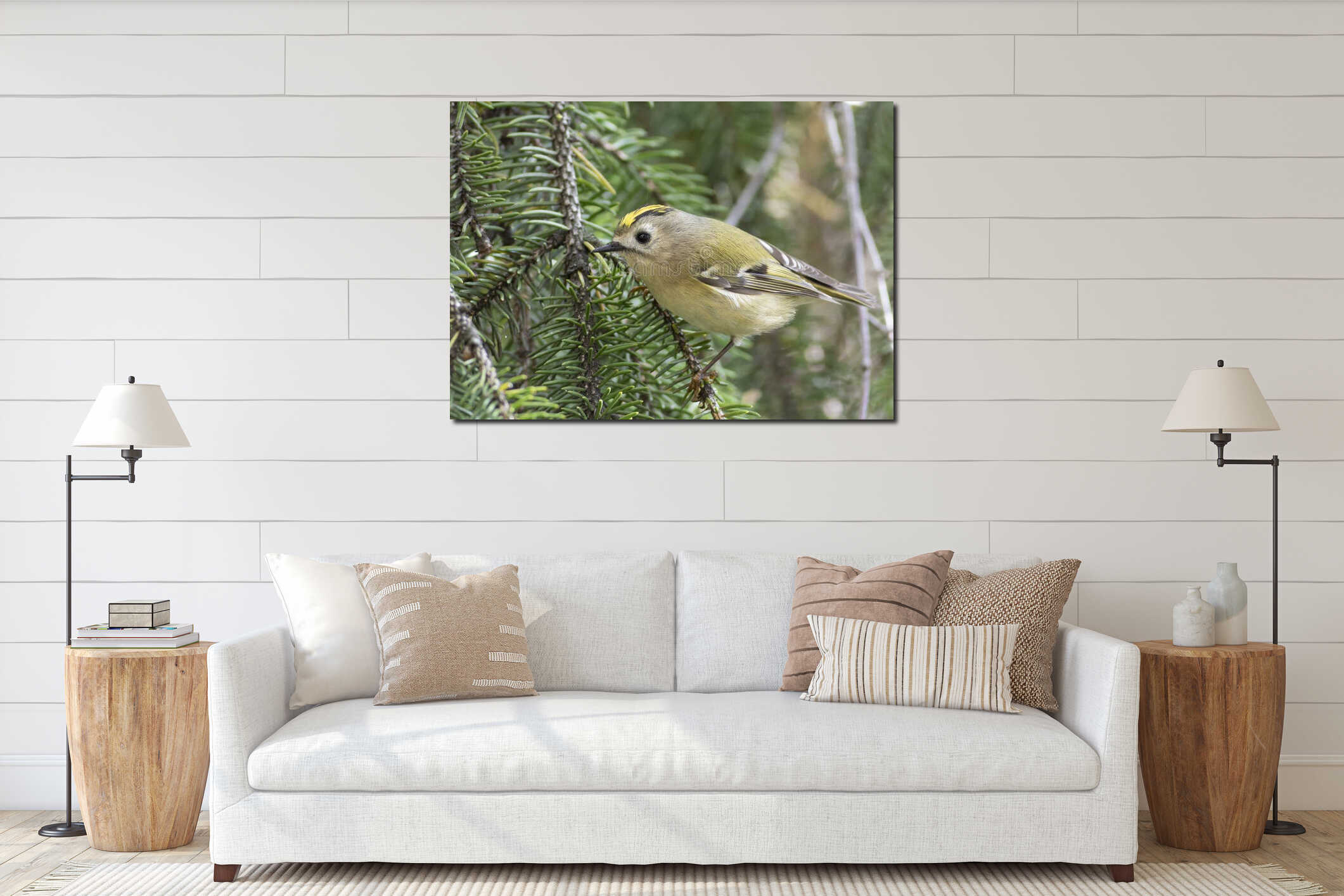 Goldcrest, regulus regulus. Bird sitting on a fir tree branch, close-up interior mockup