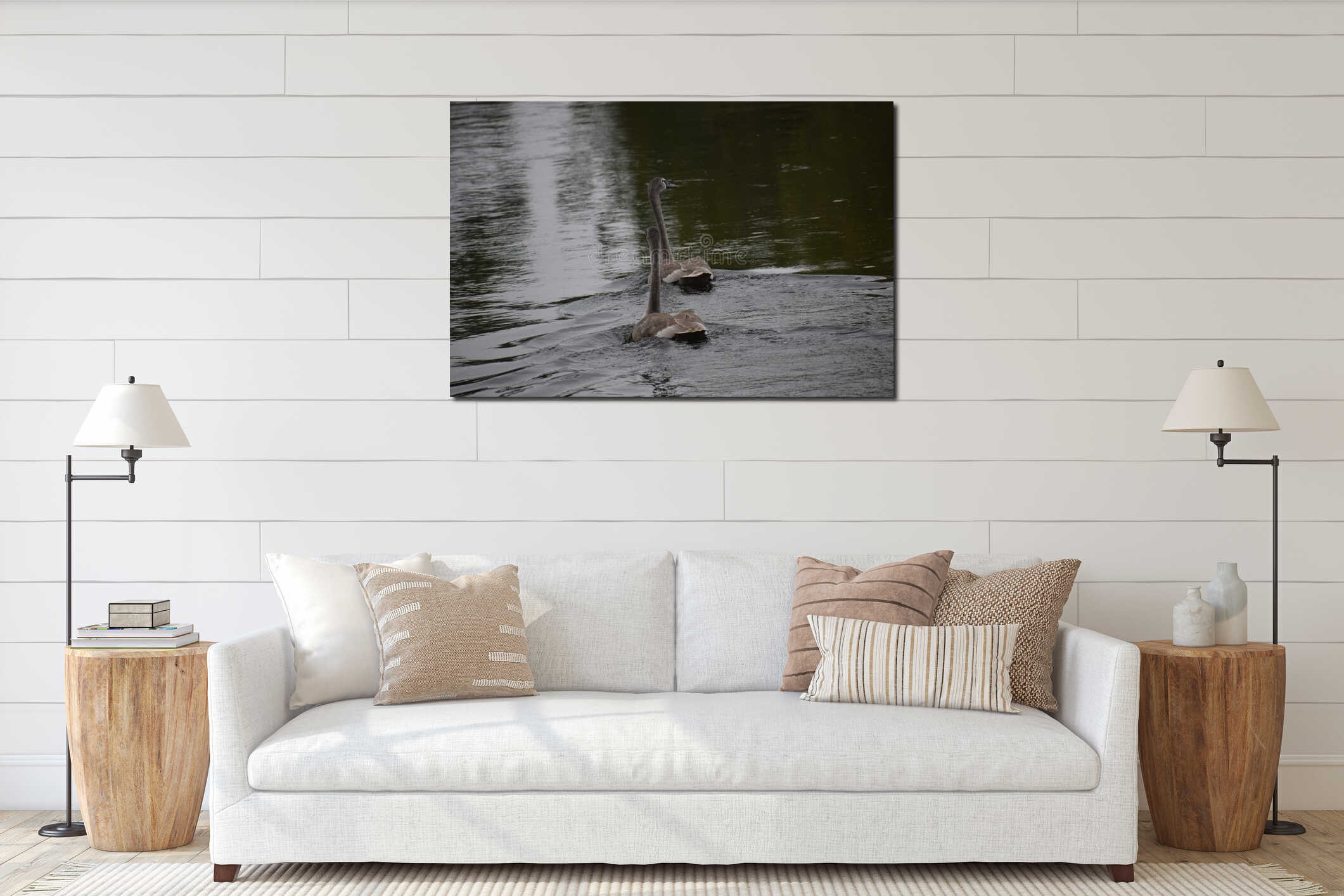 Young swans with gray-brown plumage swimming peacefully interior mockup