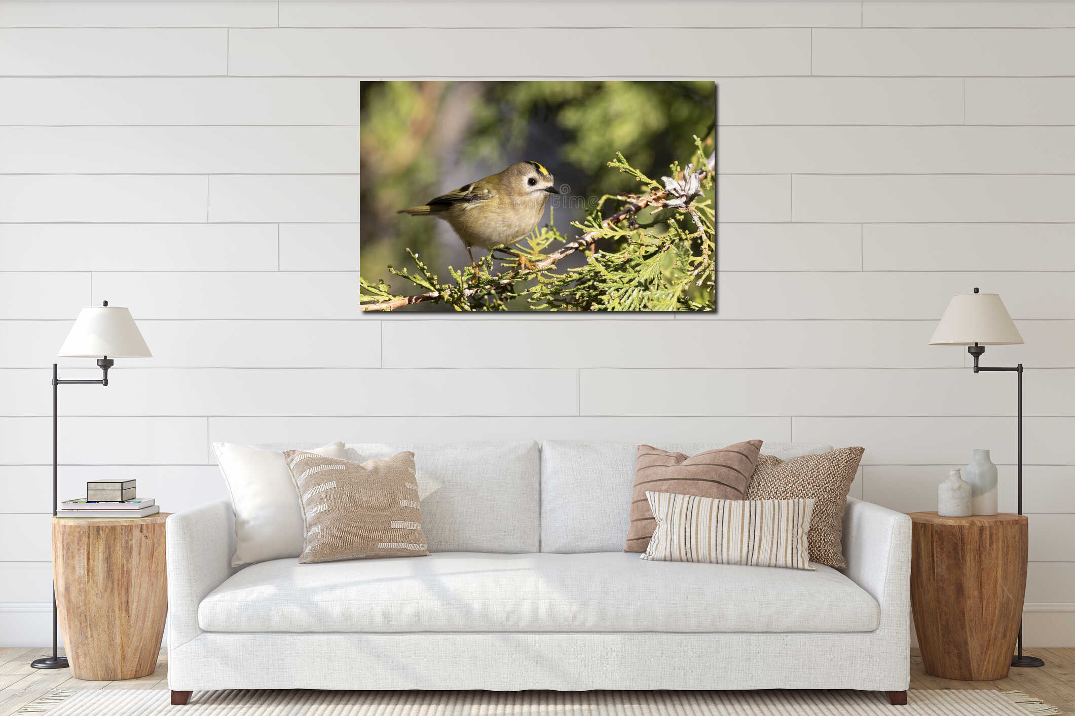 Goldcrest, Regulus regulus. Bird sitting on a branch, close-up, beautiful background interior mockup