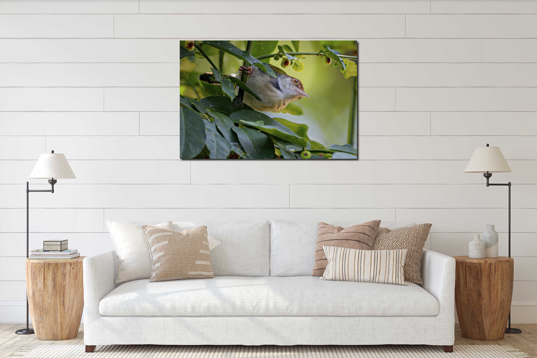 Common Tailorbird Perched Among Lush Green Foliage Looking Upwards with Curious Gaze in Natural Habitat interior mockup