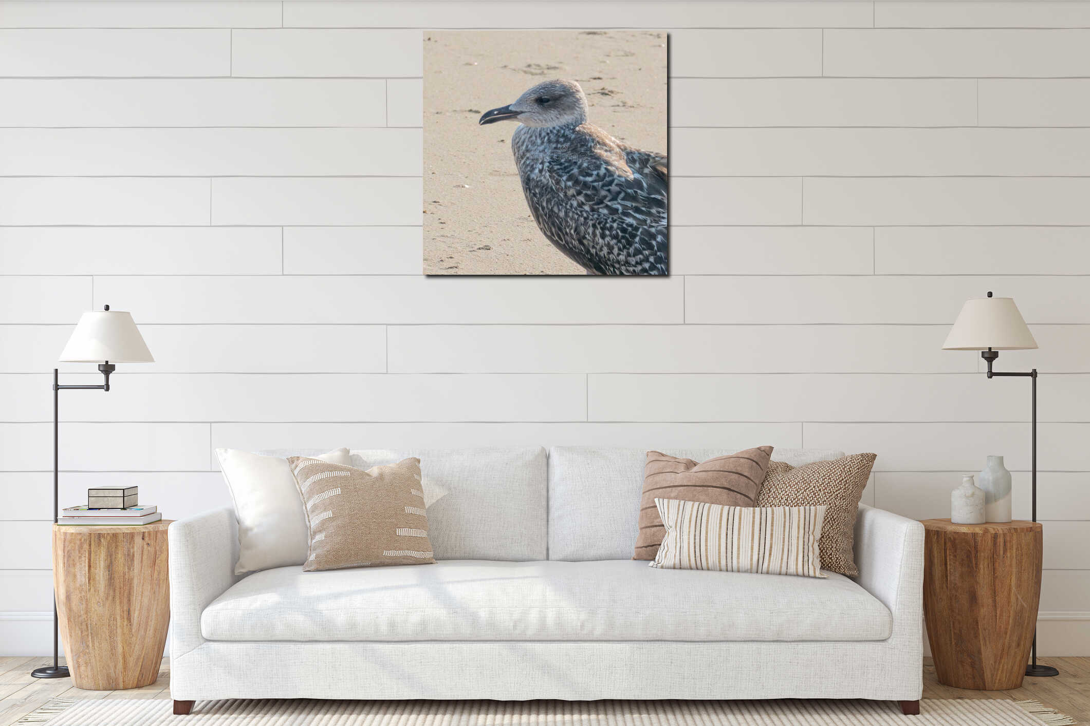 Juvenile seagull standing on sandy beach looking interior mockup