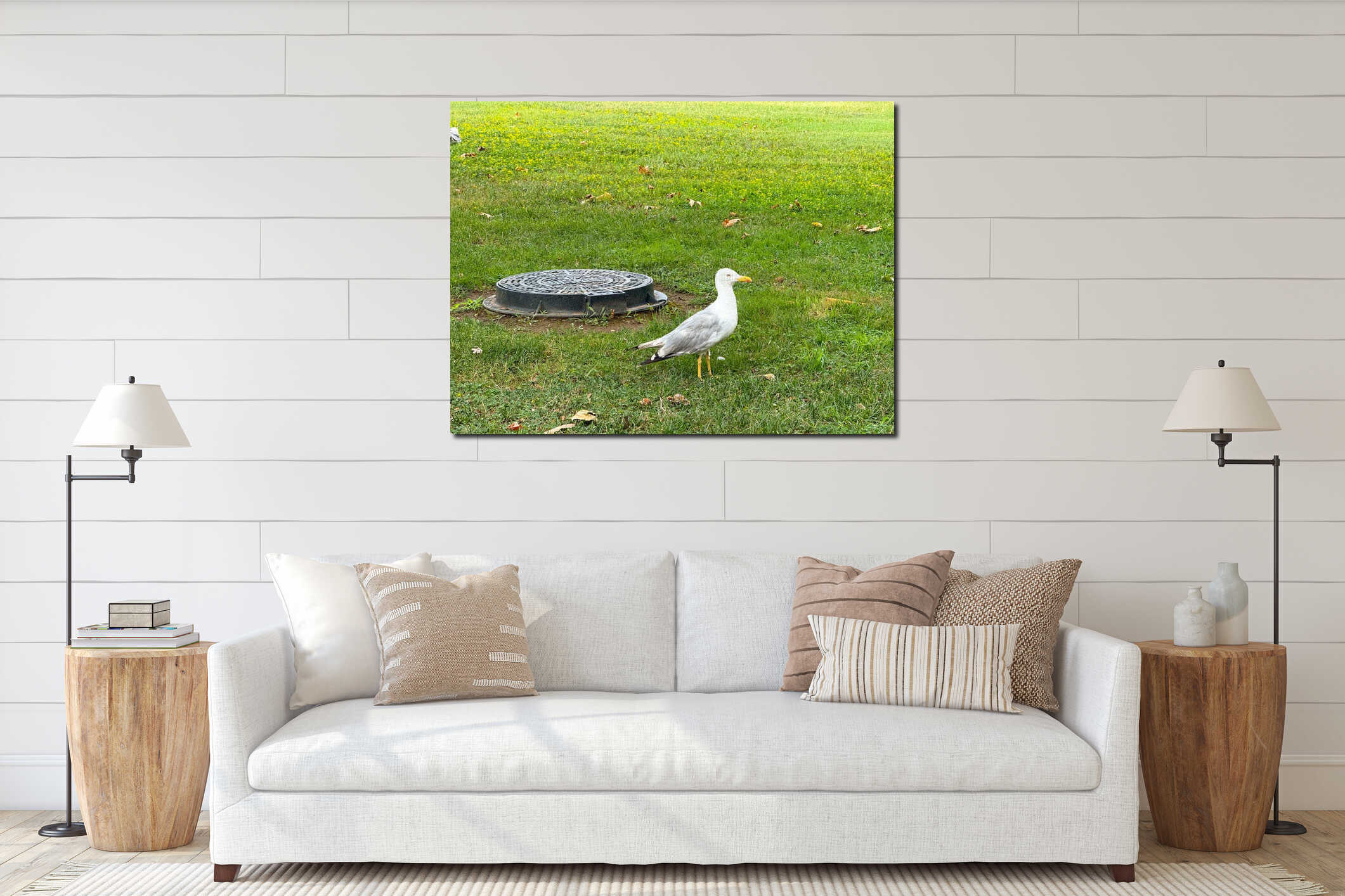 Seagull standing on green grass near urban drainage cover in park area. Wildlife adaptation, coexistence with city infrastructure interior mockup