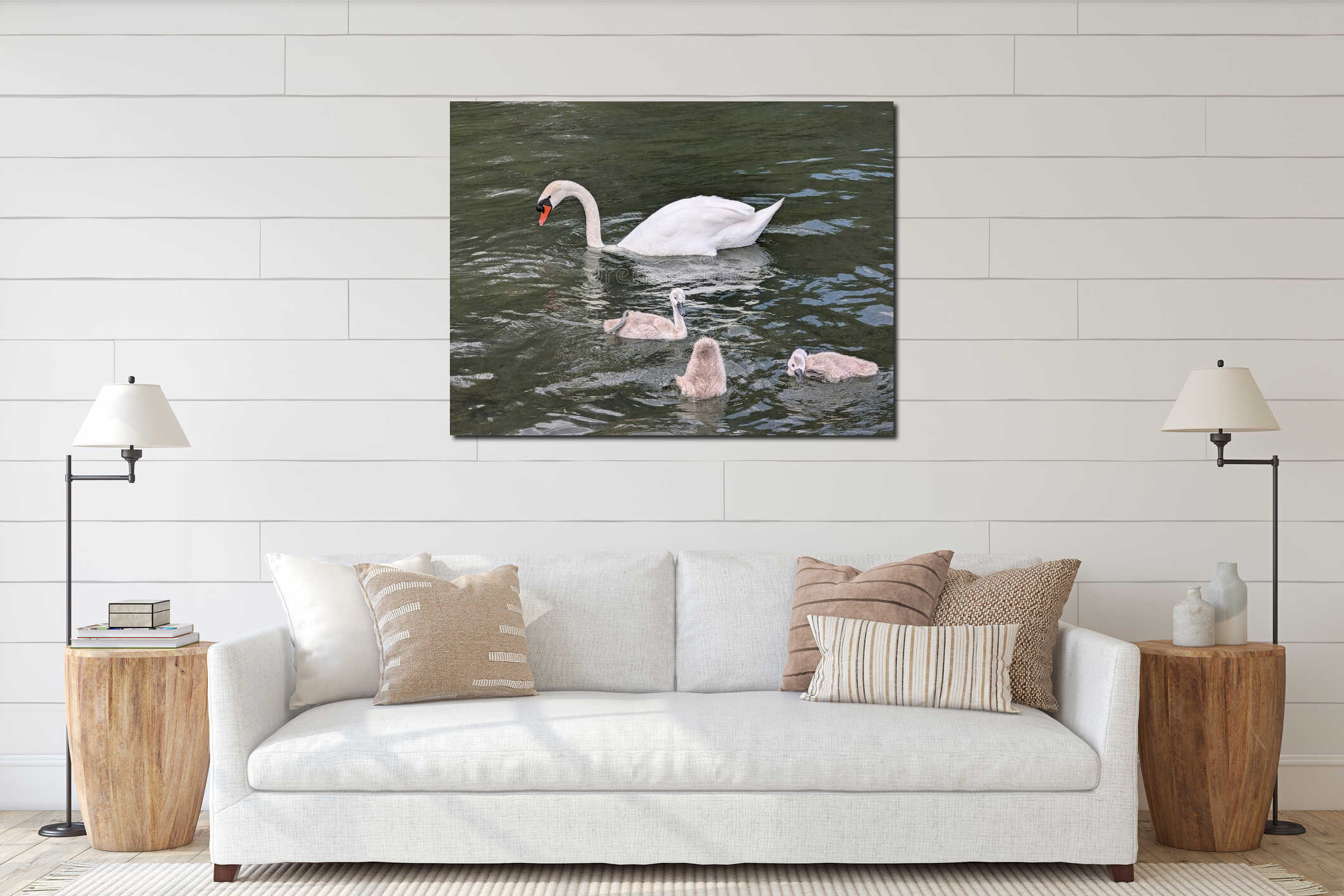 White swan with chicks on Lake Narach, Belarus-2. interior mockup