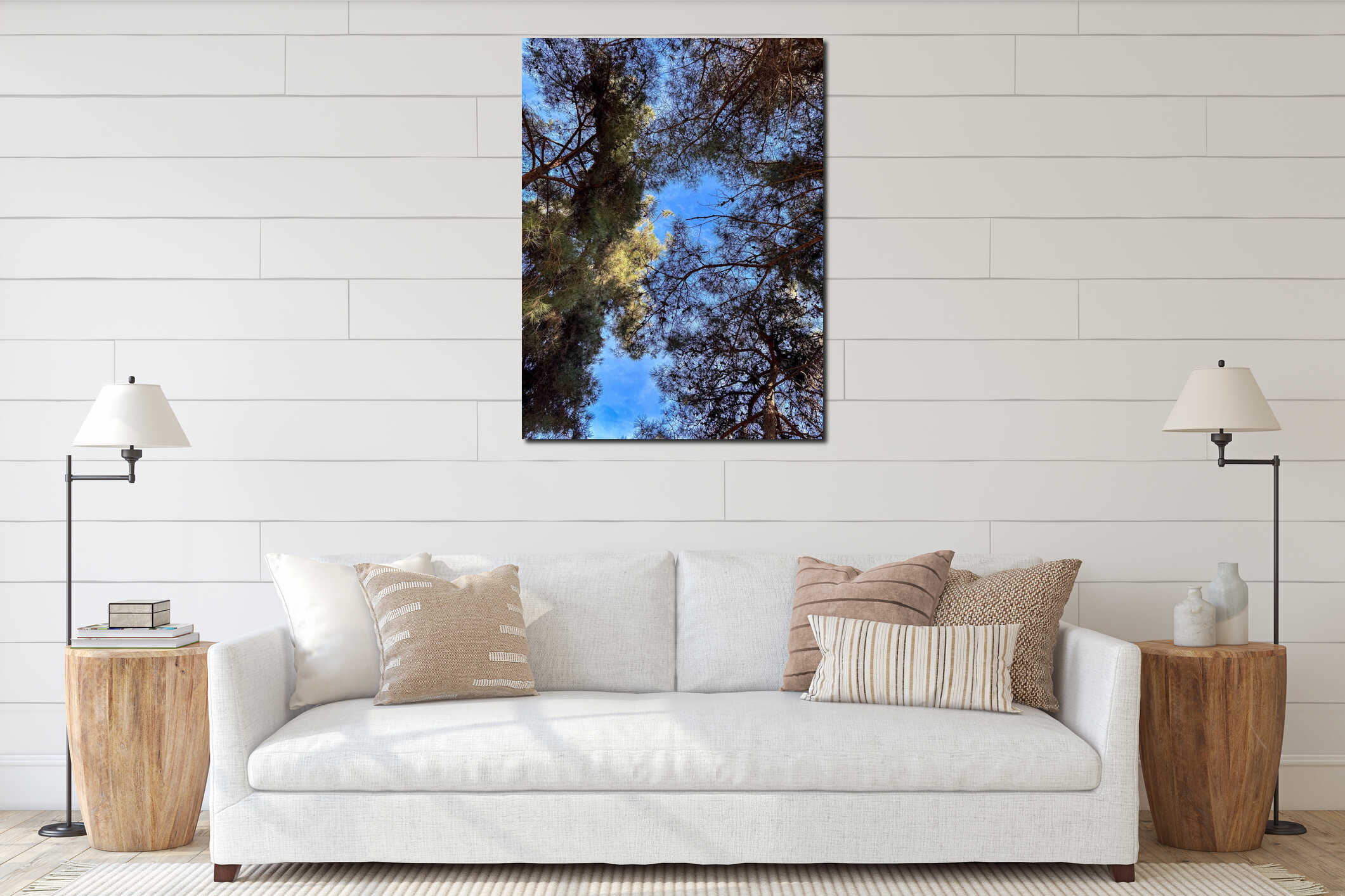 Low Angle View of Pine Forest Canopy and Blue Sky interior mockup