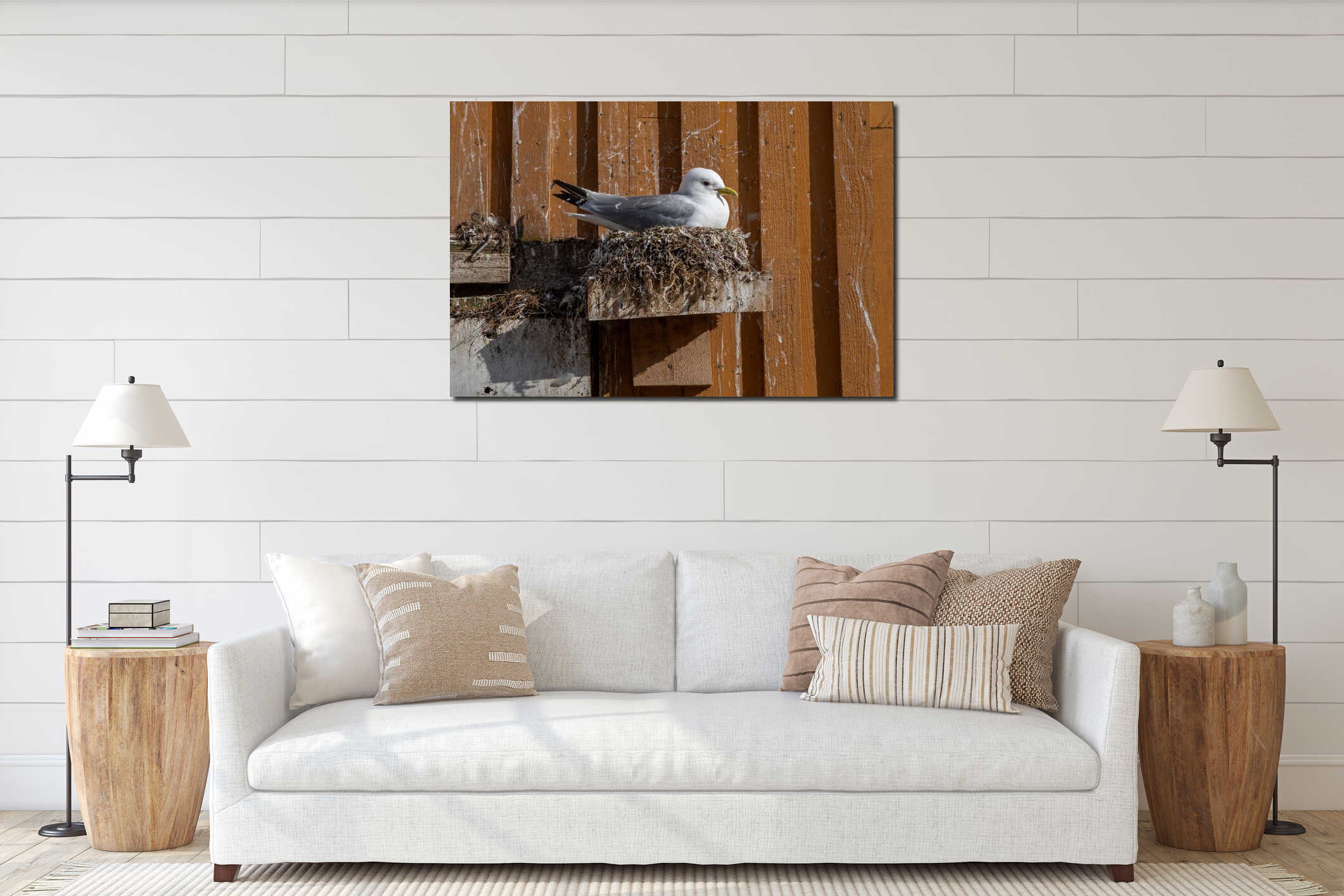 Breeding Kittiwake, Three-Toed Seagull (Rissa Tridactyla) On Nest interior mockup