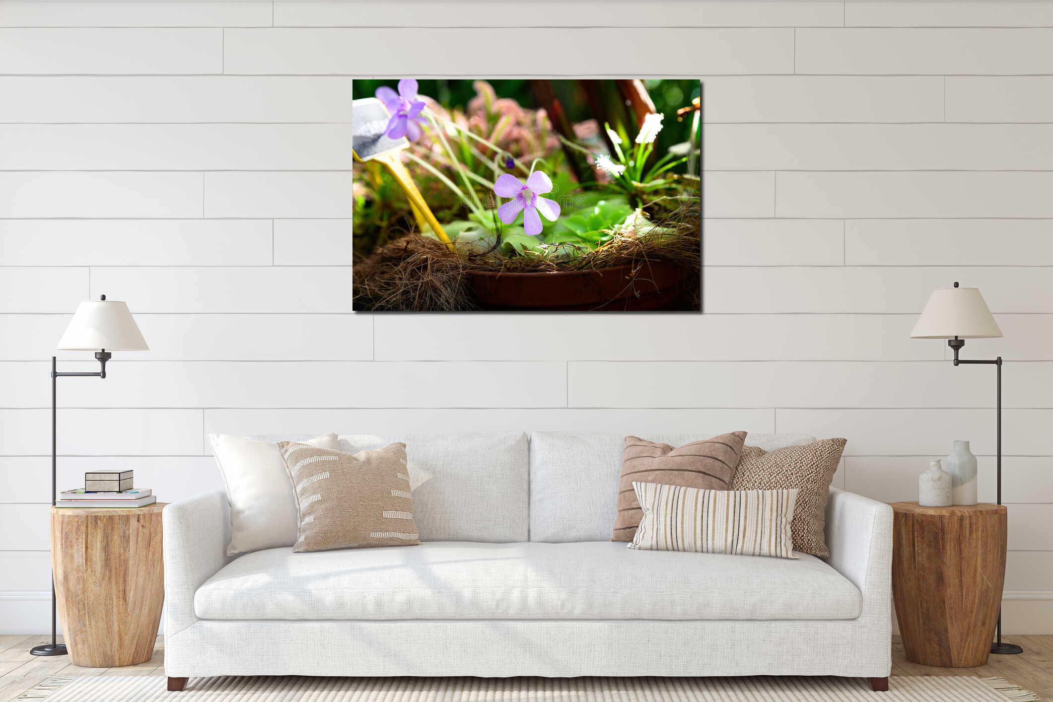 Close up of lilac pinguicula flower blooming in a pot showing delicate carnivorous plant blossom with soft petals and natural interior mockup