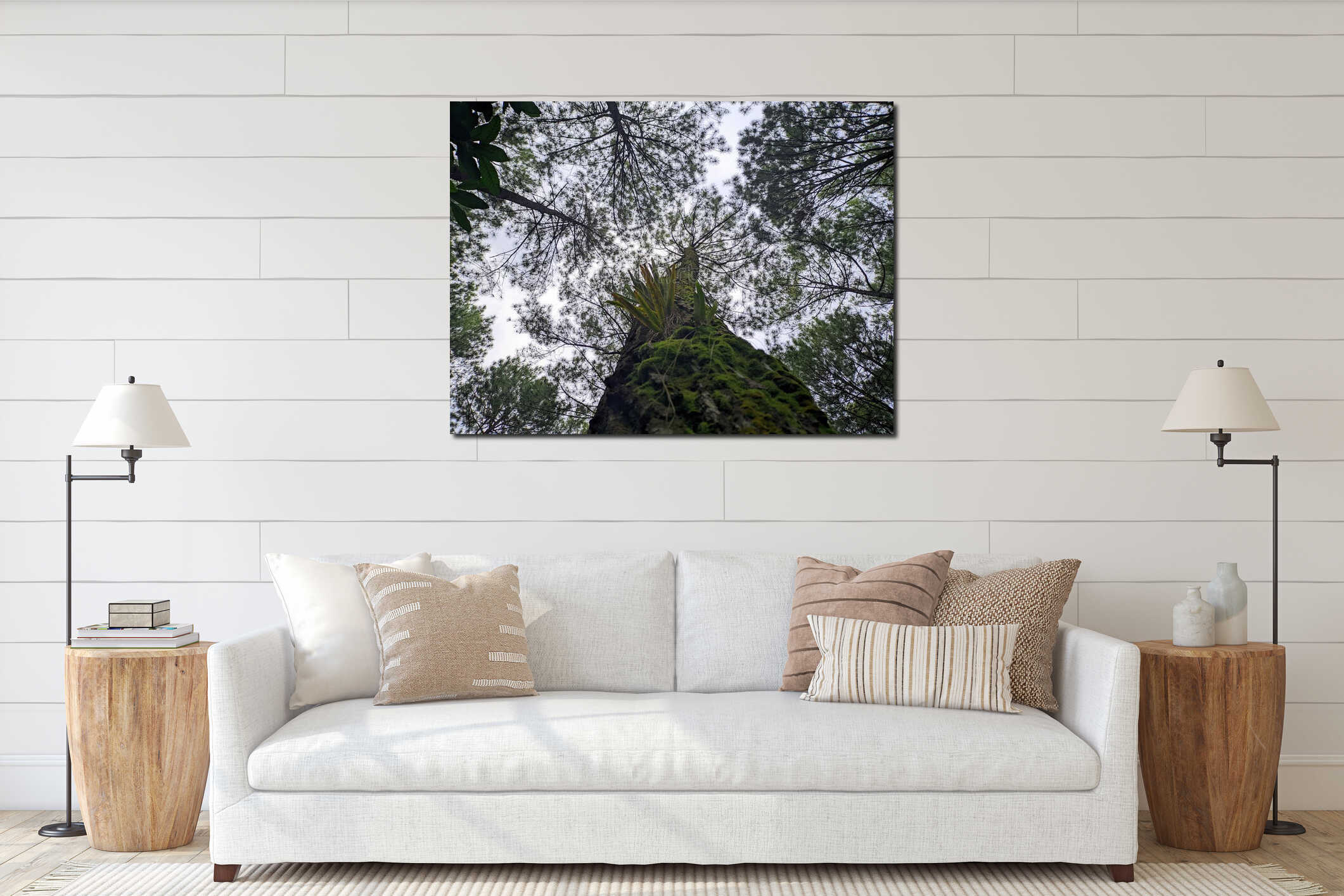 Low Angle View of Pine Trees Canopy in Tropical Forest interior mockup