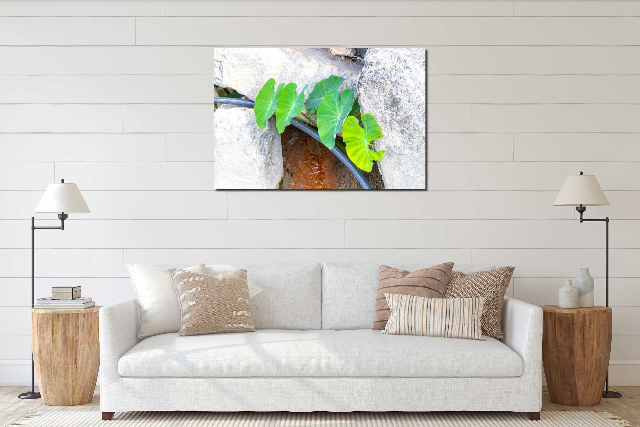 Fresh tropical Elephant ear Alocasia leaves leaf plants plant in Thailand interior mockup