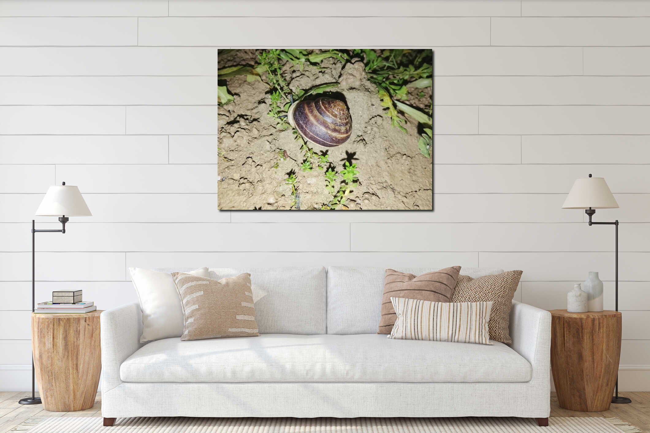 A close-up of a snail on garden soil, featuring a dark brown spiral shell with distinct lighter bands. interior mockup