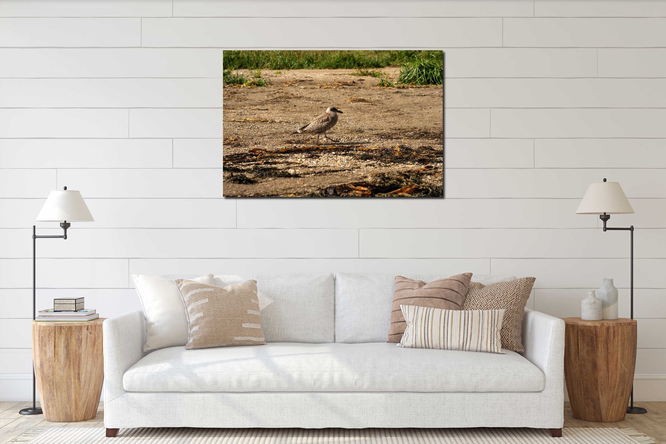 Juvenile seagull walking steadily along sandy coastal shore interior mockup