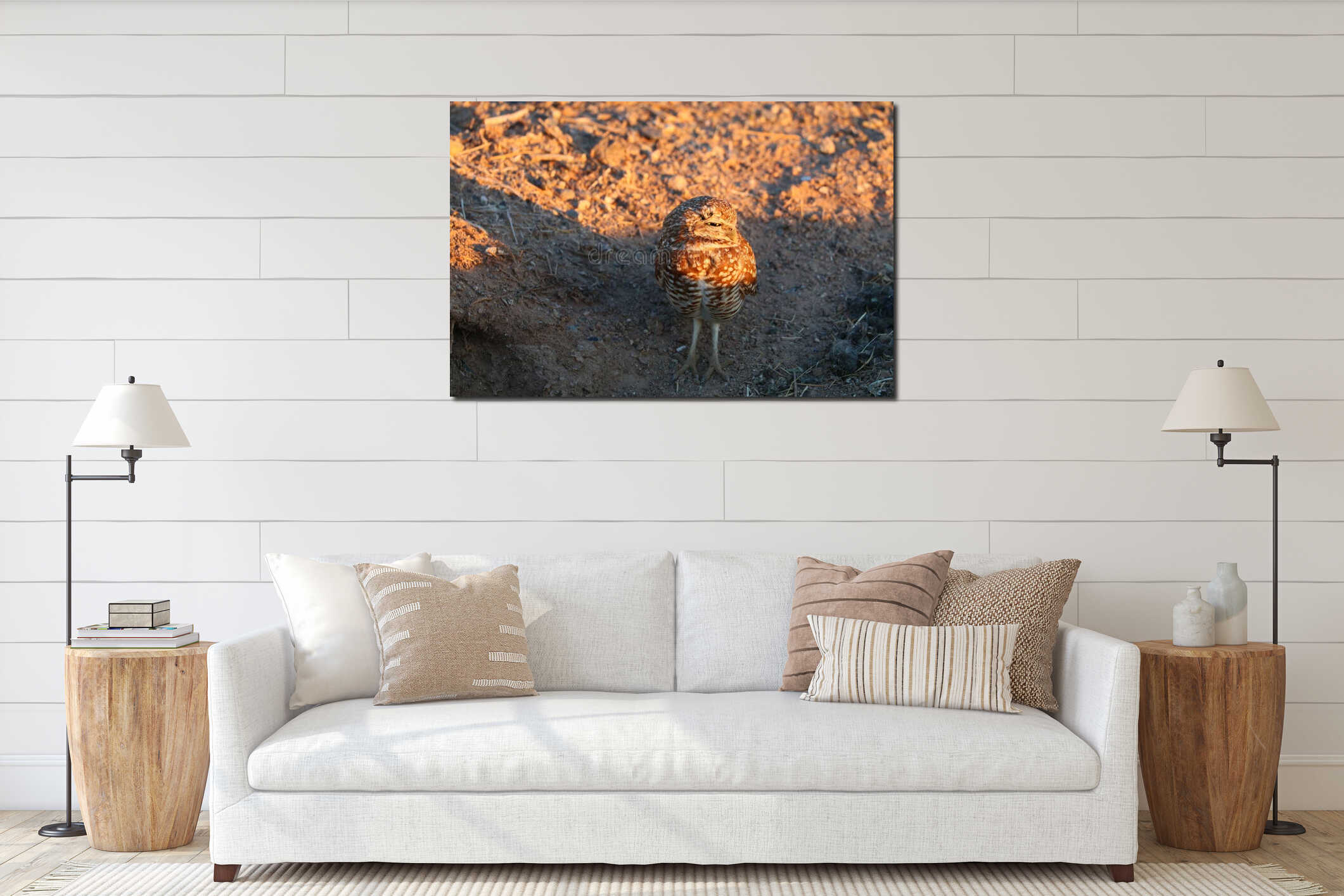 California Burrowing Owl in golden Sunset Light interior mockup