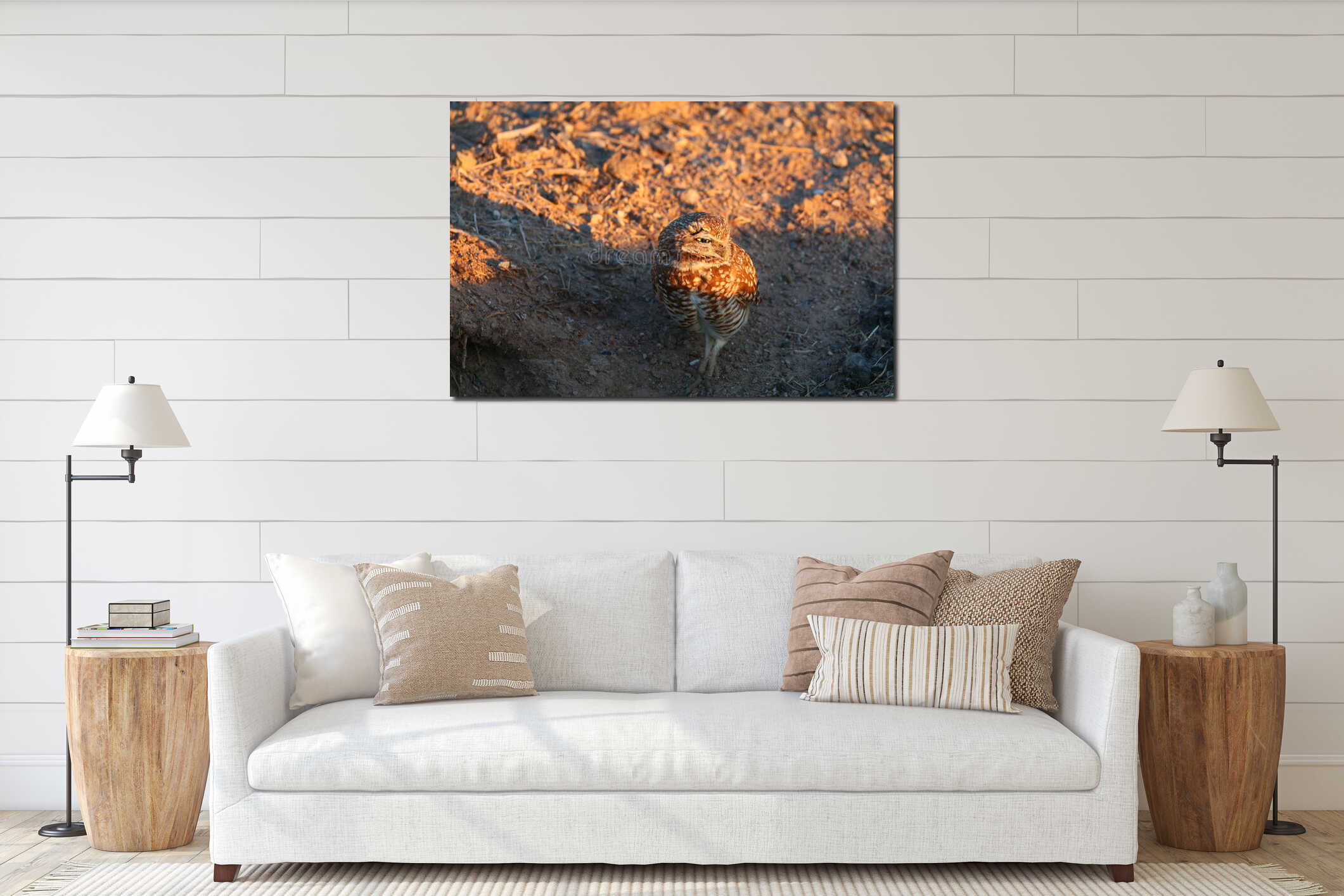 California Burrowing Owl in golden Sunset Light interior mockup