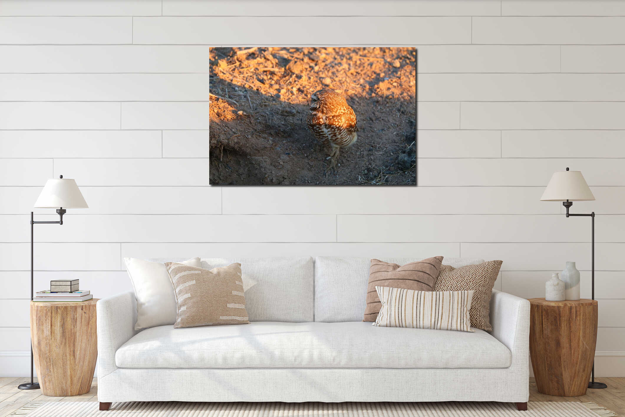 California Burrowing Owl in golden Sunset Light interior mockup