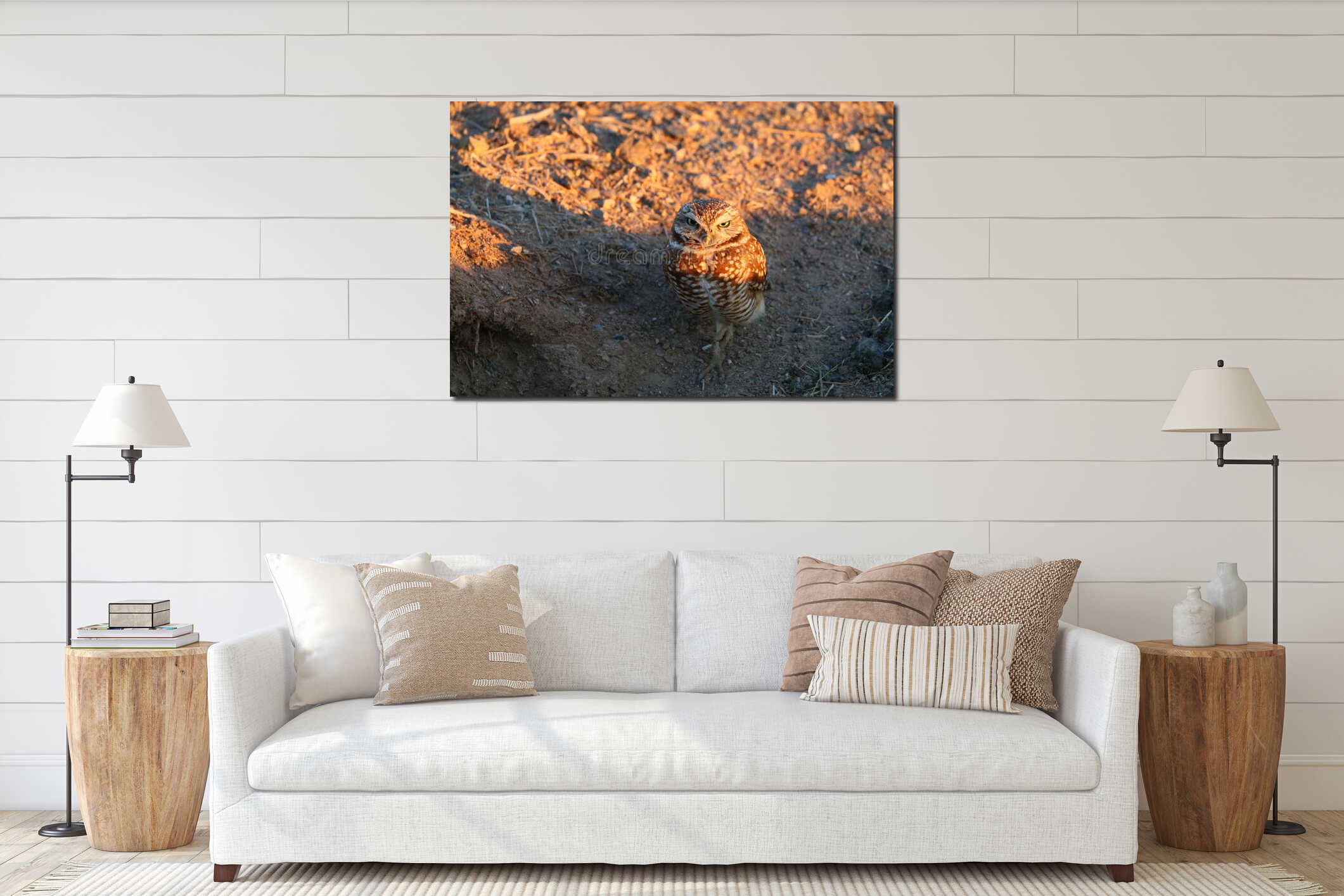 California Burrowing Owl in golden Sunset Light interior mockup